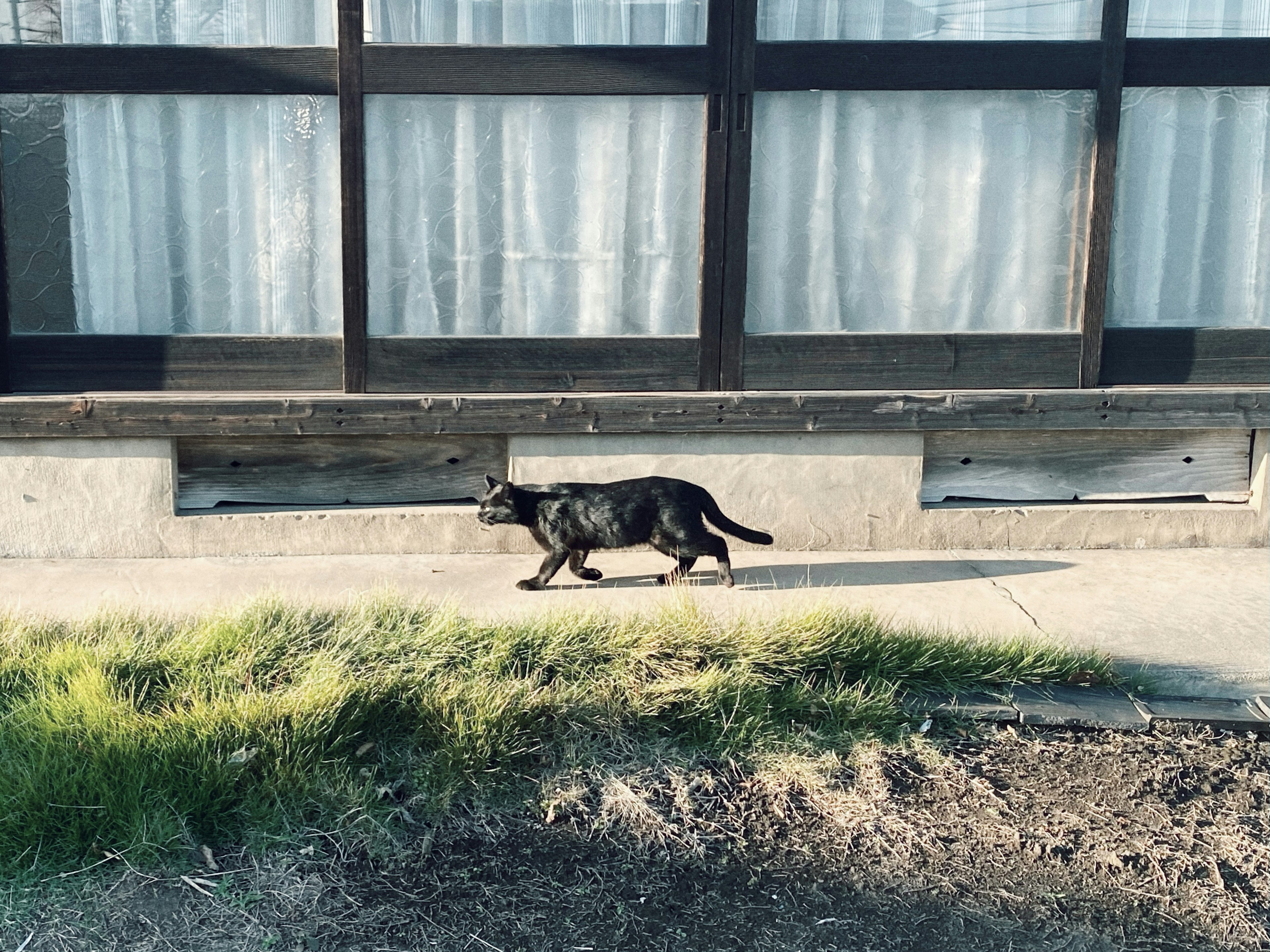 Un gatto nero che cammina davanti a un edificio con finestre