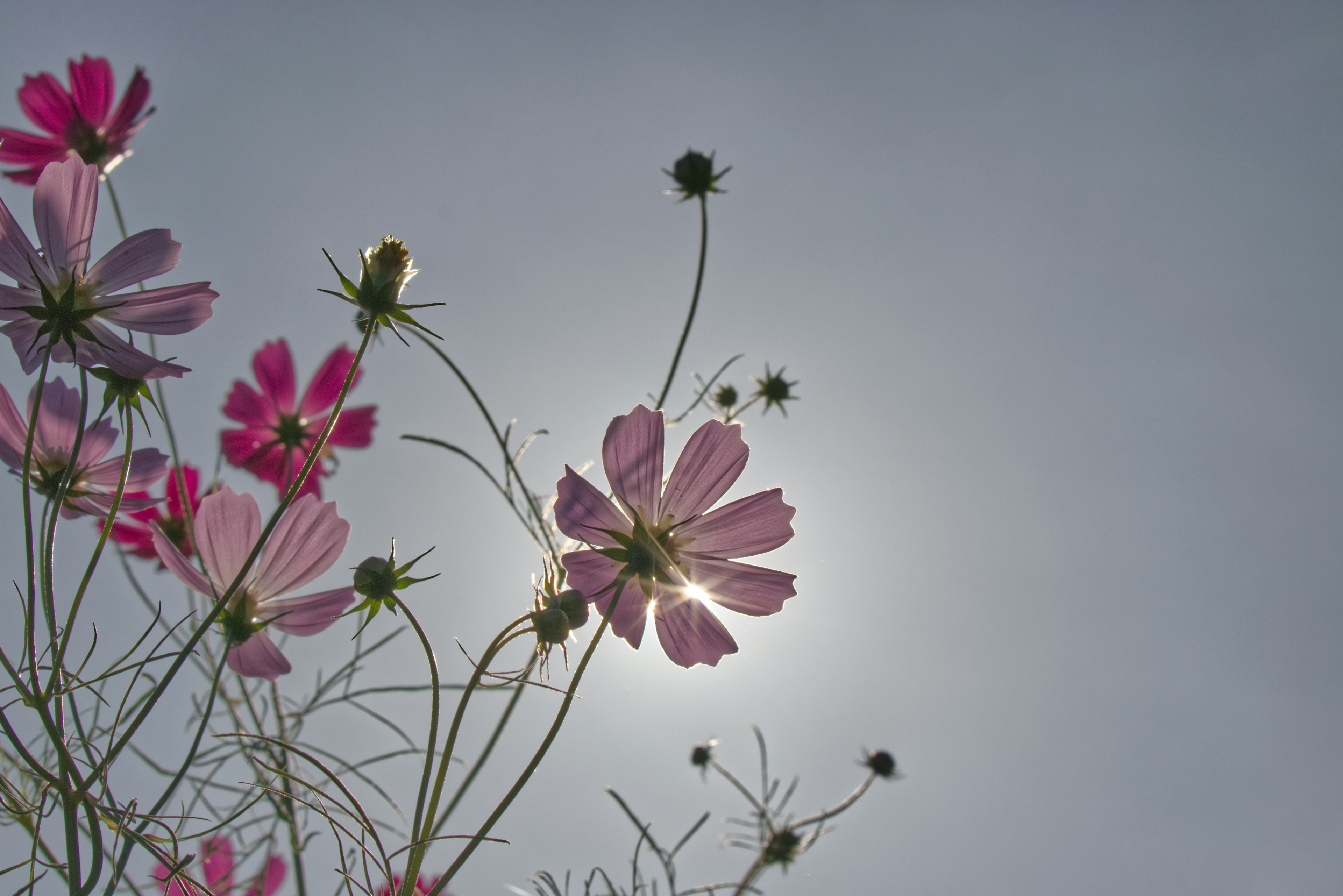 Siluet bunga cosmos dengan latar belakang langit biru