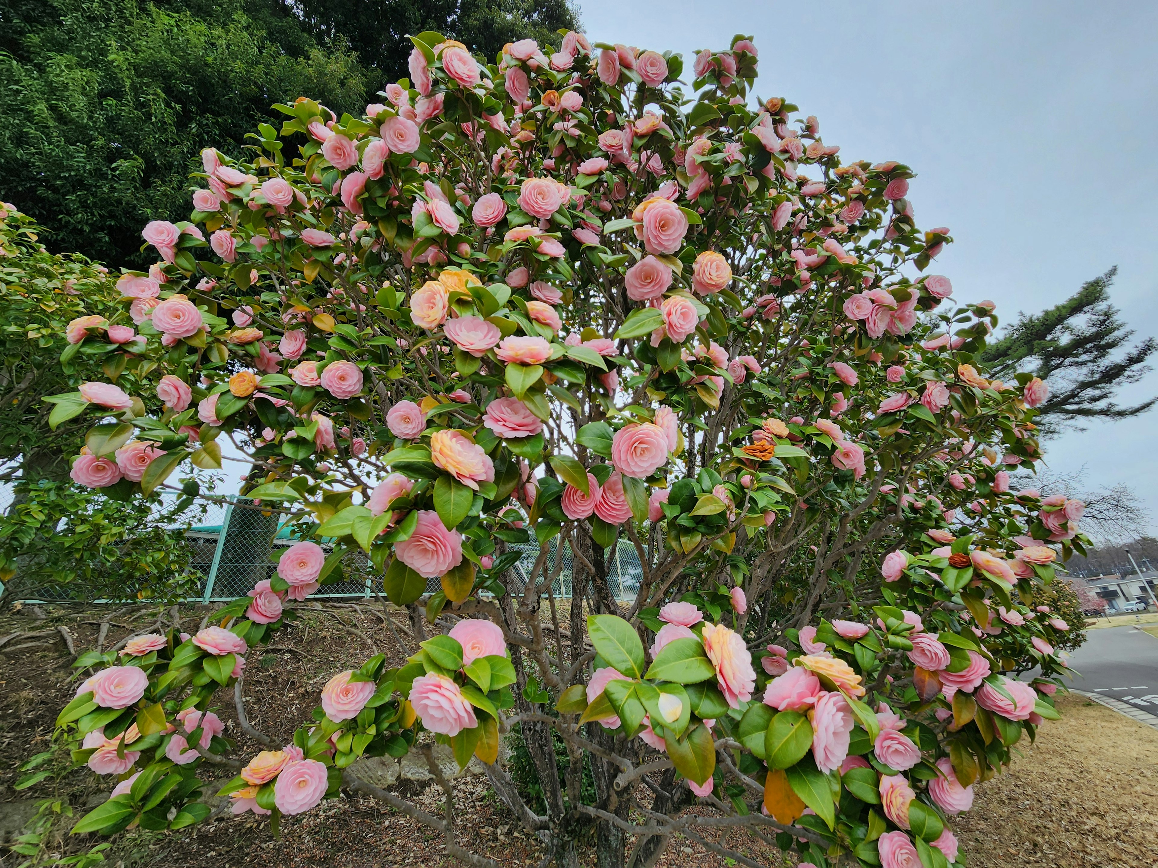 Pohon camelia yang sedang mekar penuh dengan bunga merah muda dan daun hijau