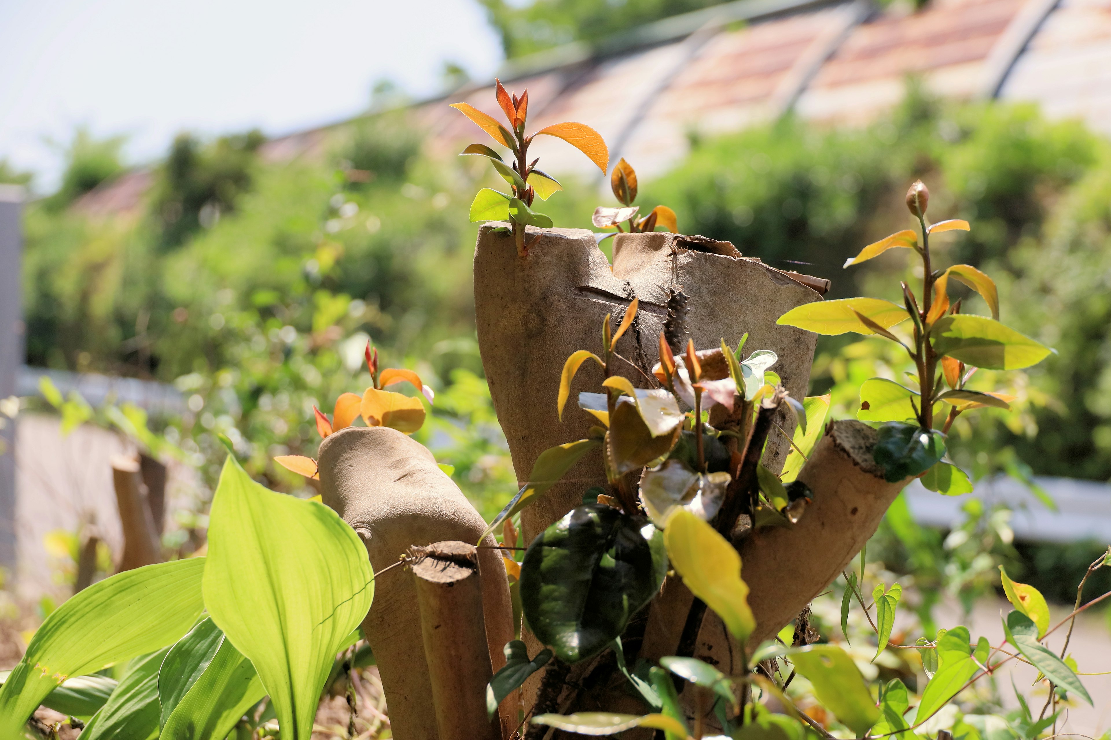 A close-up of plant buds and green leaves with a background of decaying wood