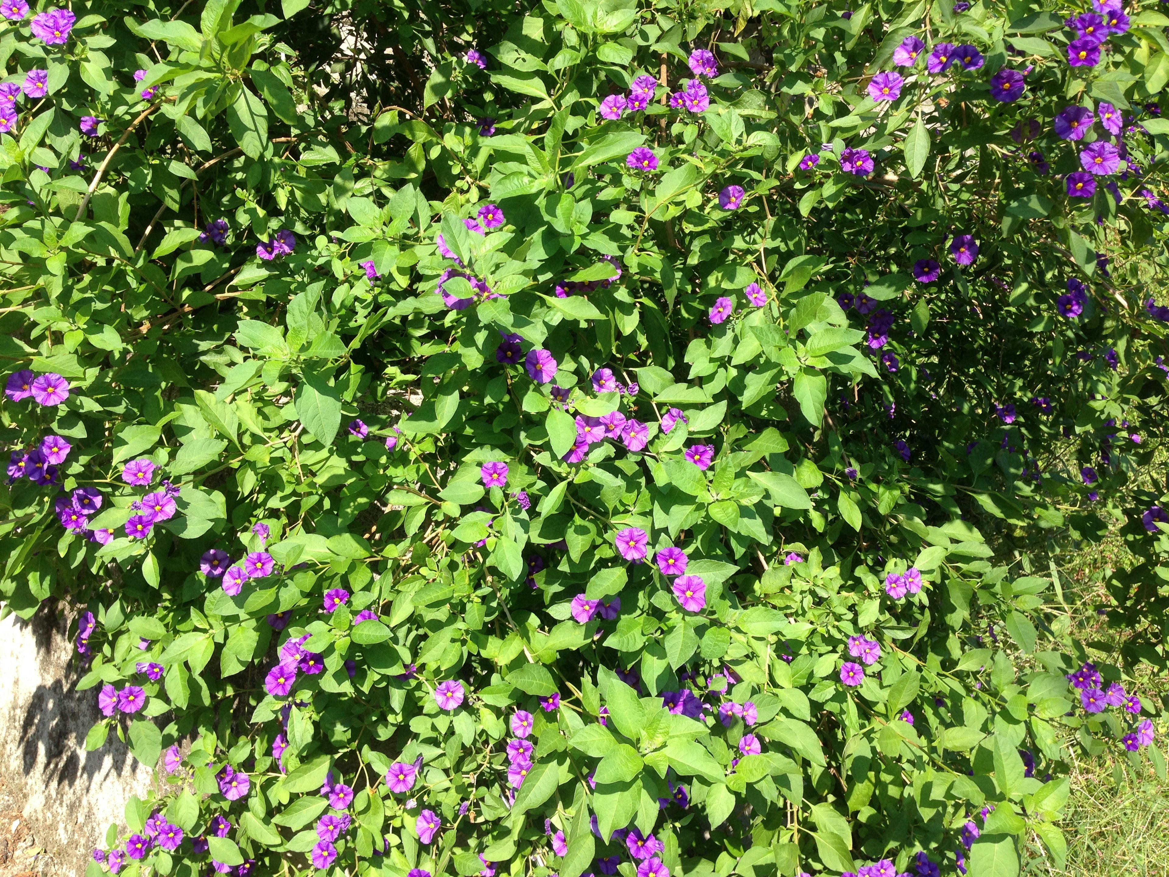 Nahaufnahme einer Pflanze mit lila Blumen umgeben von grünen Blättern