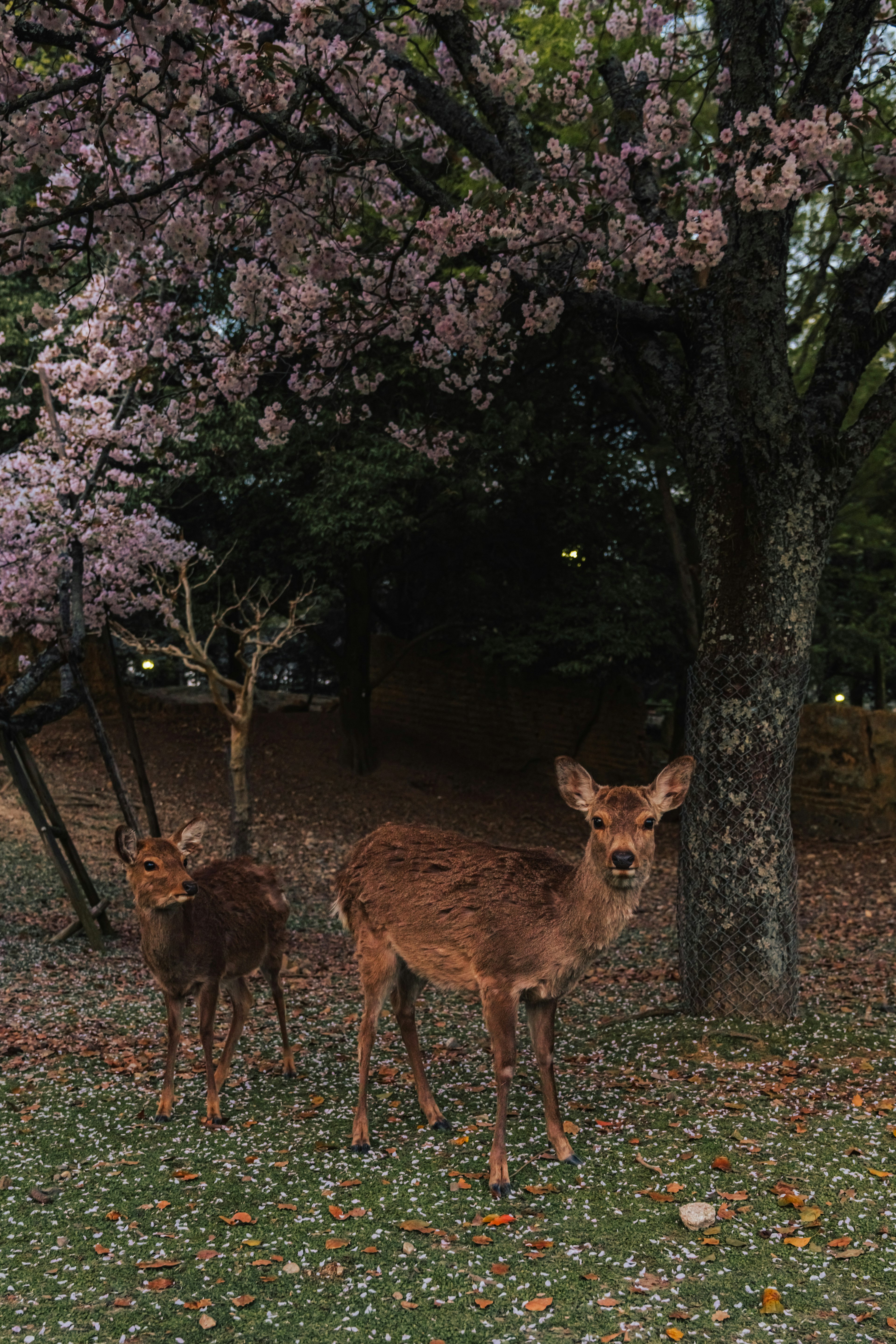 桜の木の下にいる二頭の鹿と散らばった花びらの背景