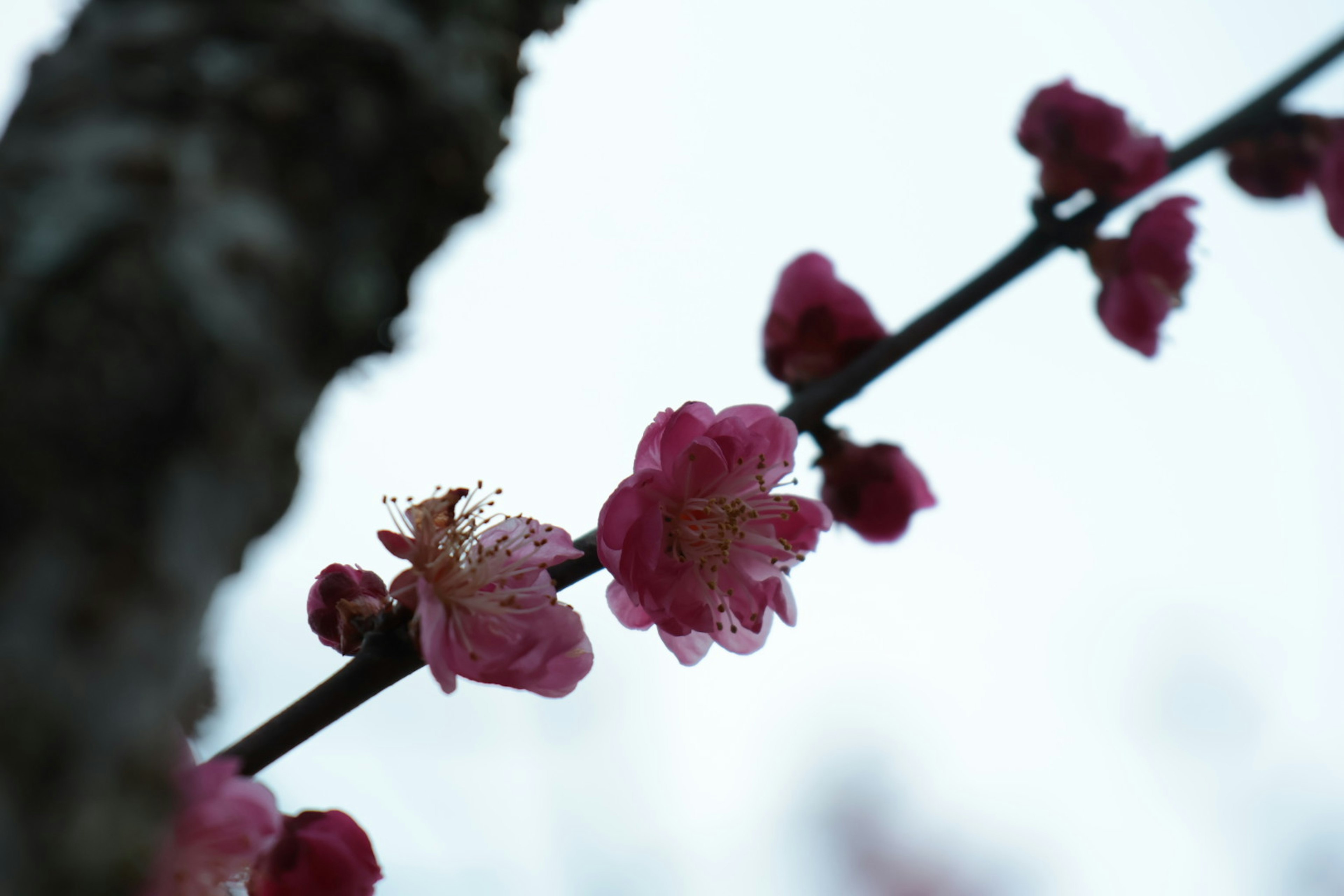 Nahaufnahme eines Zweigs mit blühenden hellrosa Blumen