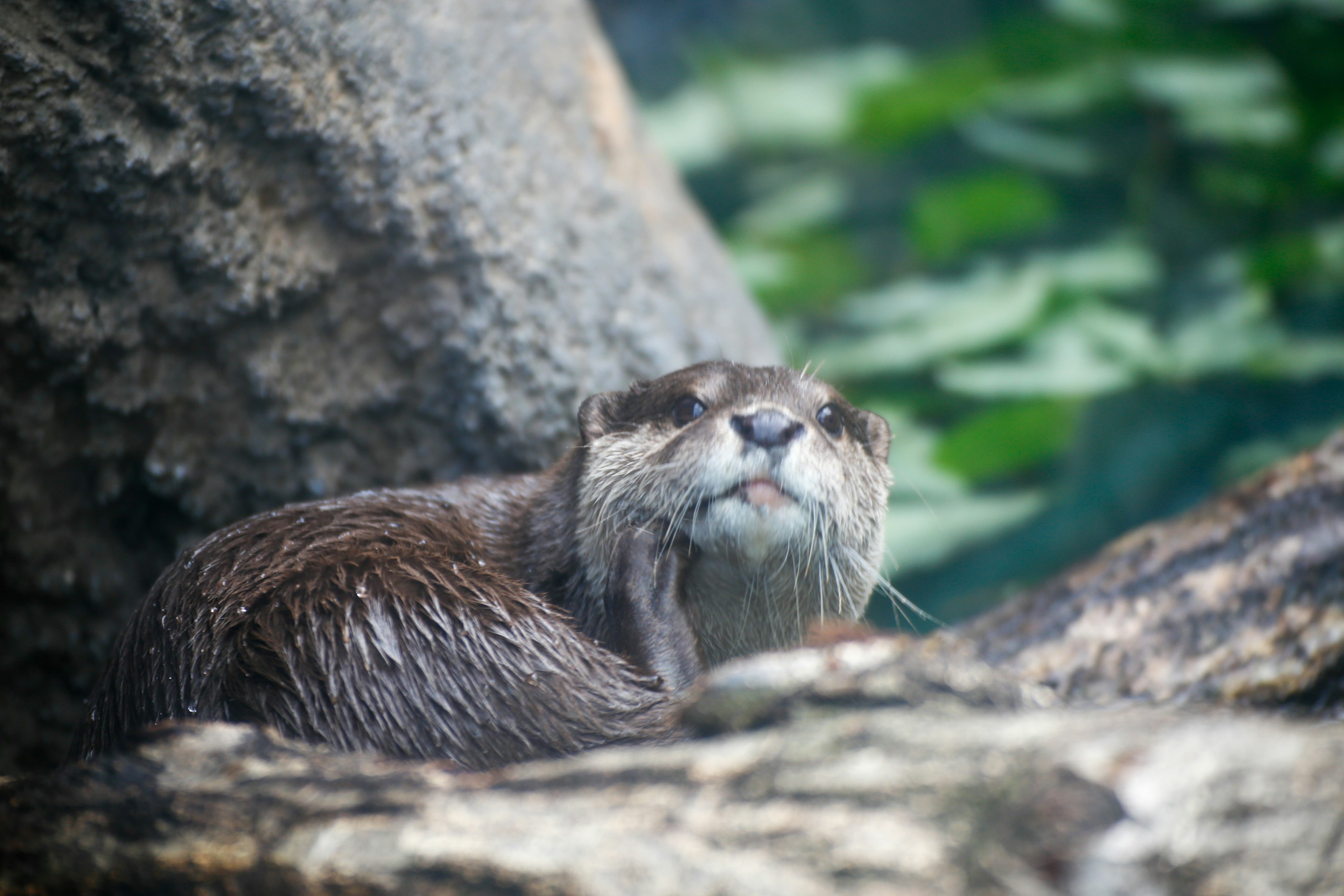 Otter grooming itself near water with green foliage in the background