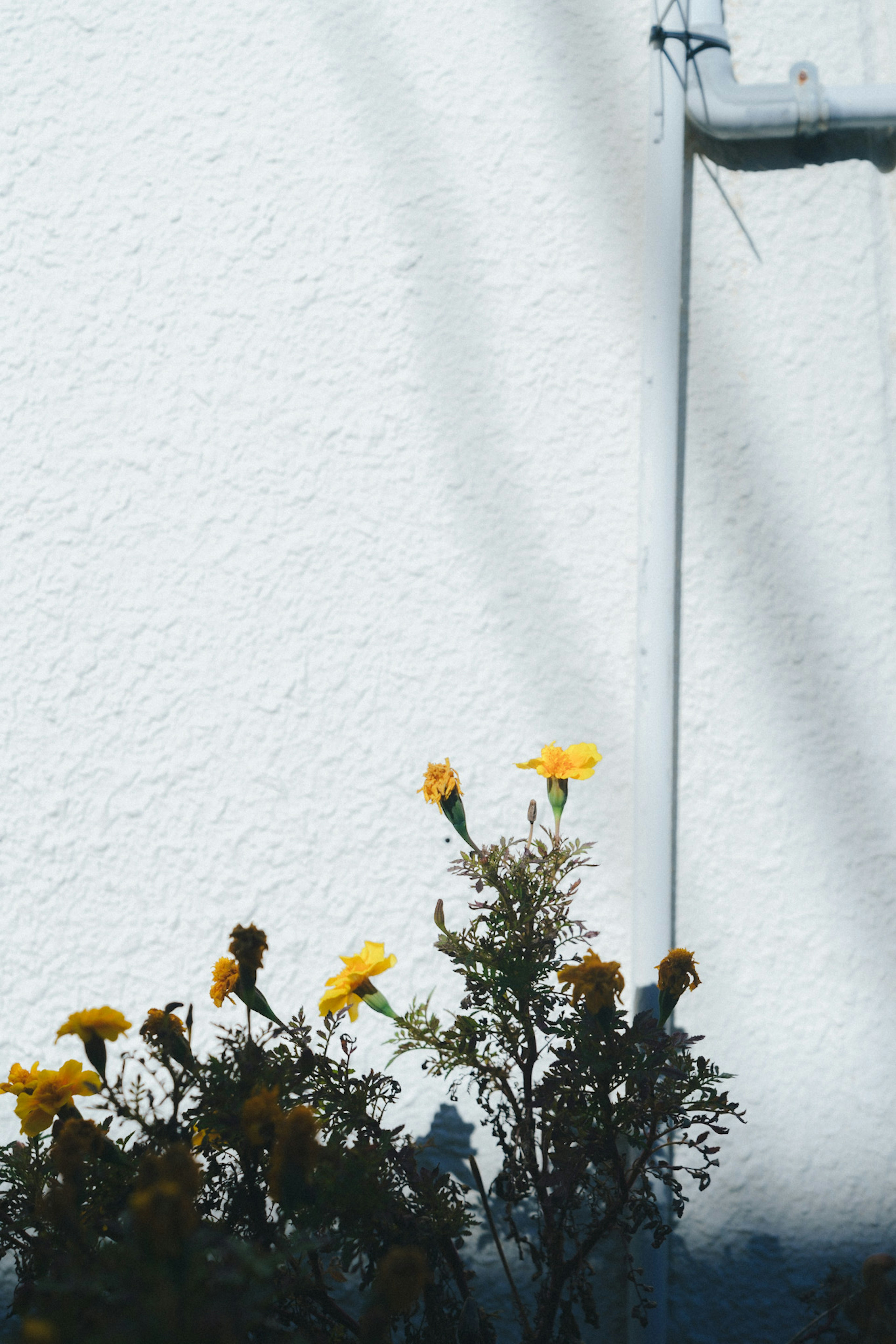 Fleurs jaunes devant un mur blanc avec des ombres