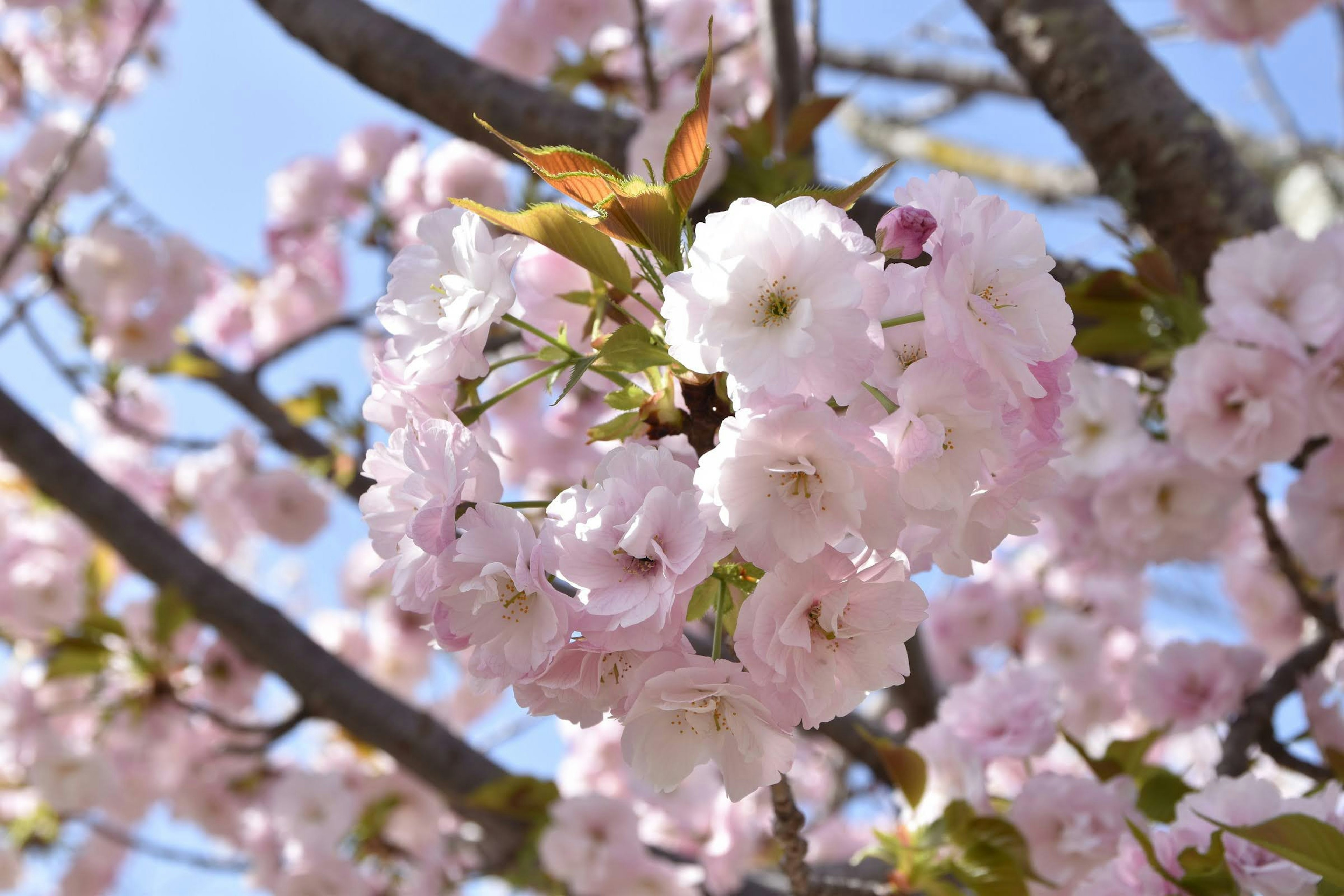 Pemandangan dekat bunga sakura merah muda di cabang pohon