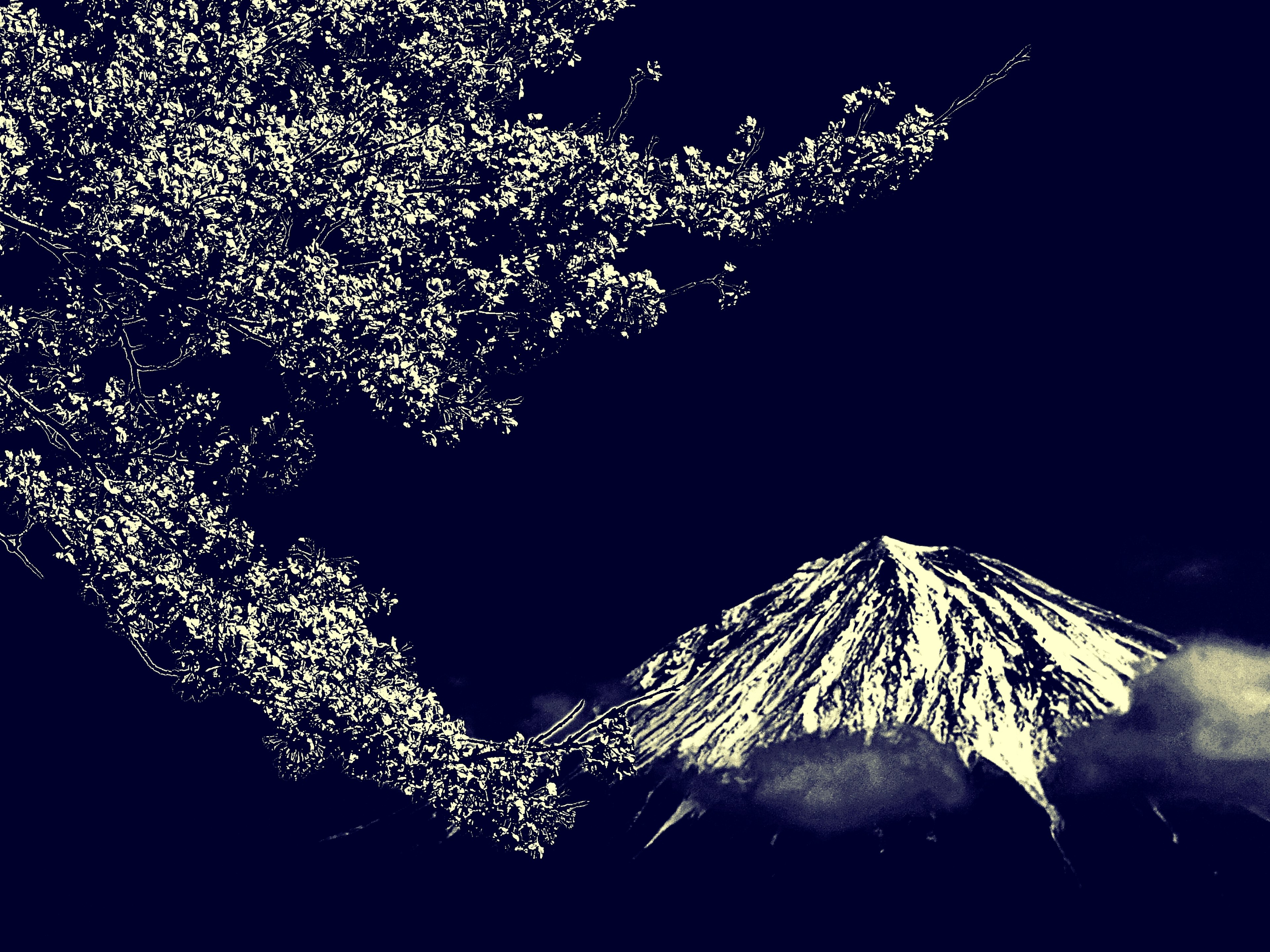 Contraste de flores de cerezo y el monte Fuji en una hermosa escena nocturna