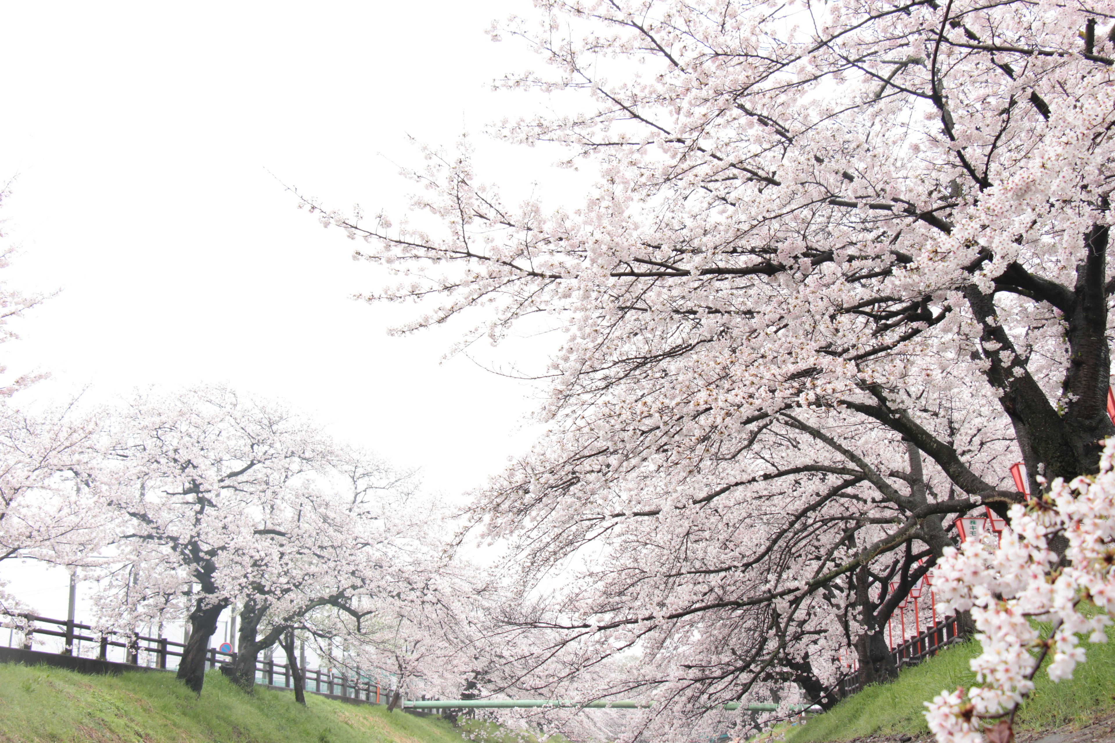 桜の木が咲いている風景で明るい空の下