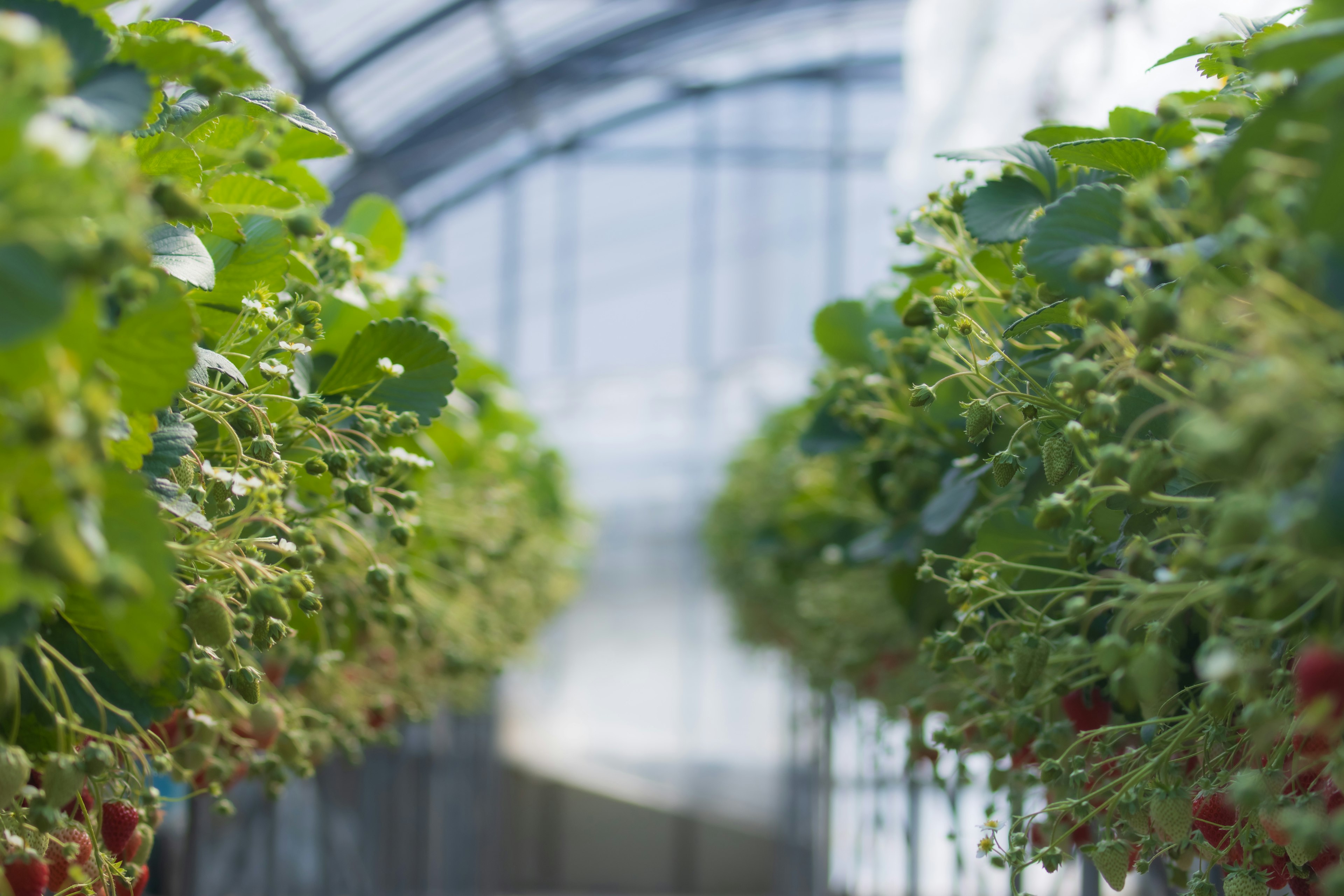 A view of strawberry plants inside a greenhouse featuring unripe strawberries and green leaves