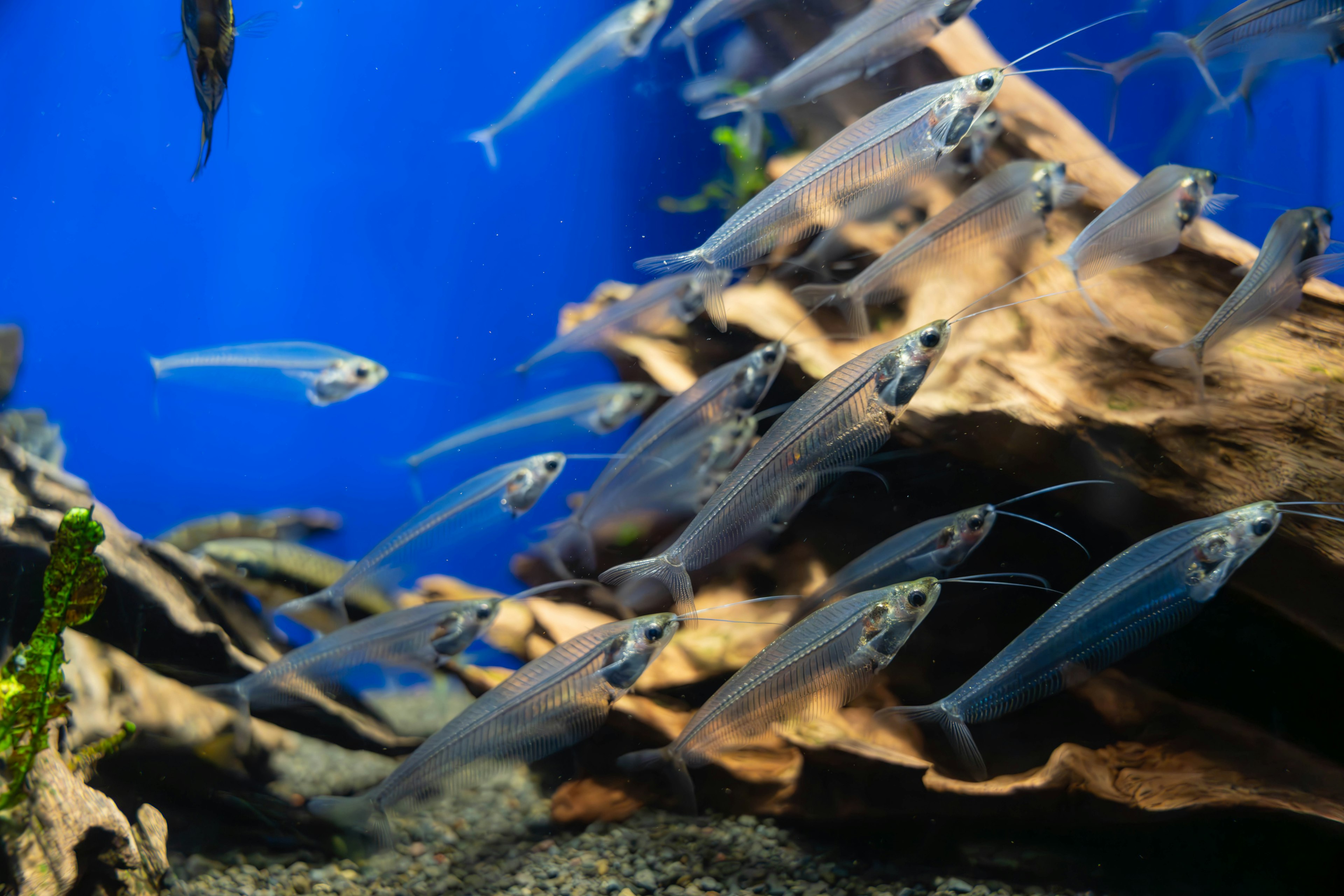 Kleine Fische schwimmen in einem blauen Aquarium mit Treibholz