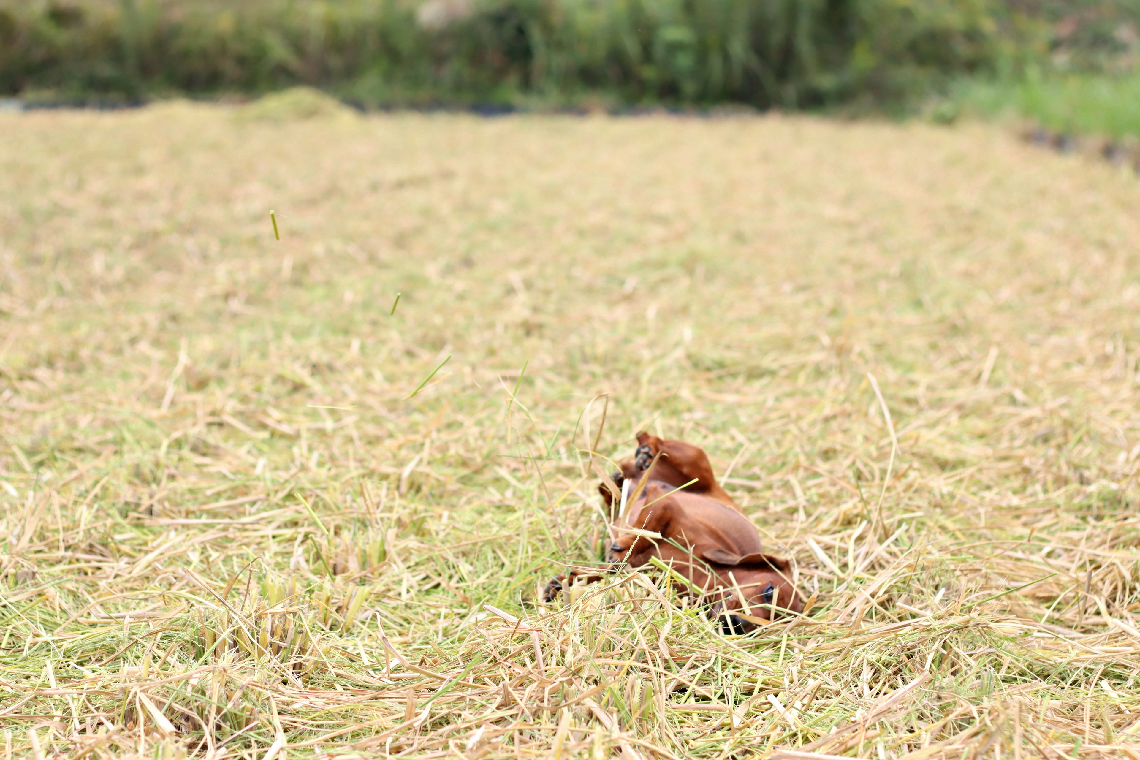 Un cane marrone sdraiato in un campo di riso