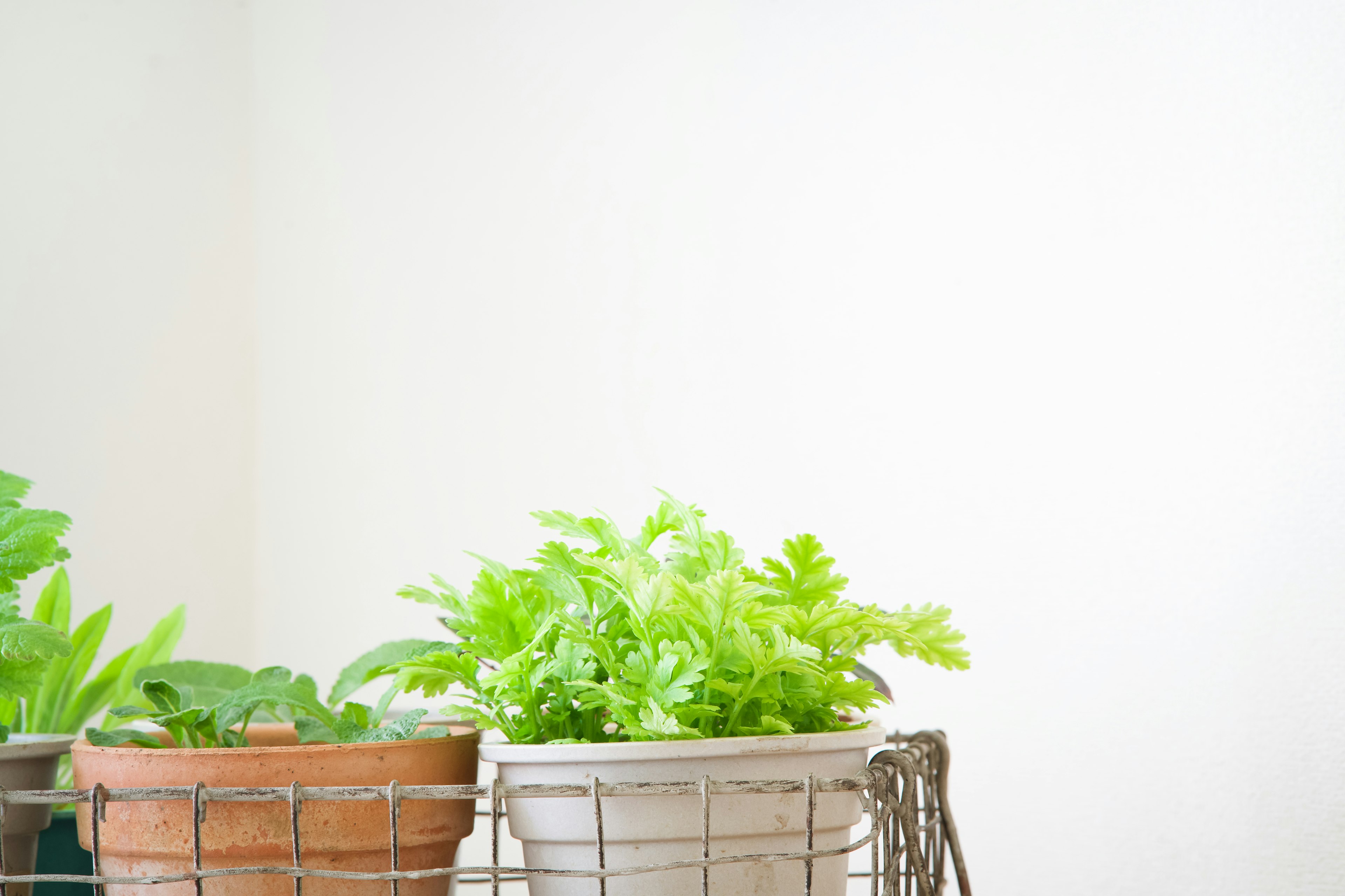 Fondo simple con macetas rústicas que contienen plantas verdes vibrantes