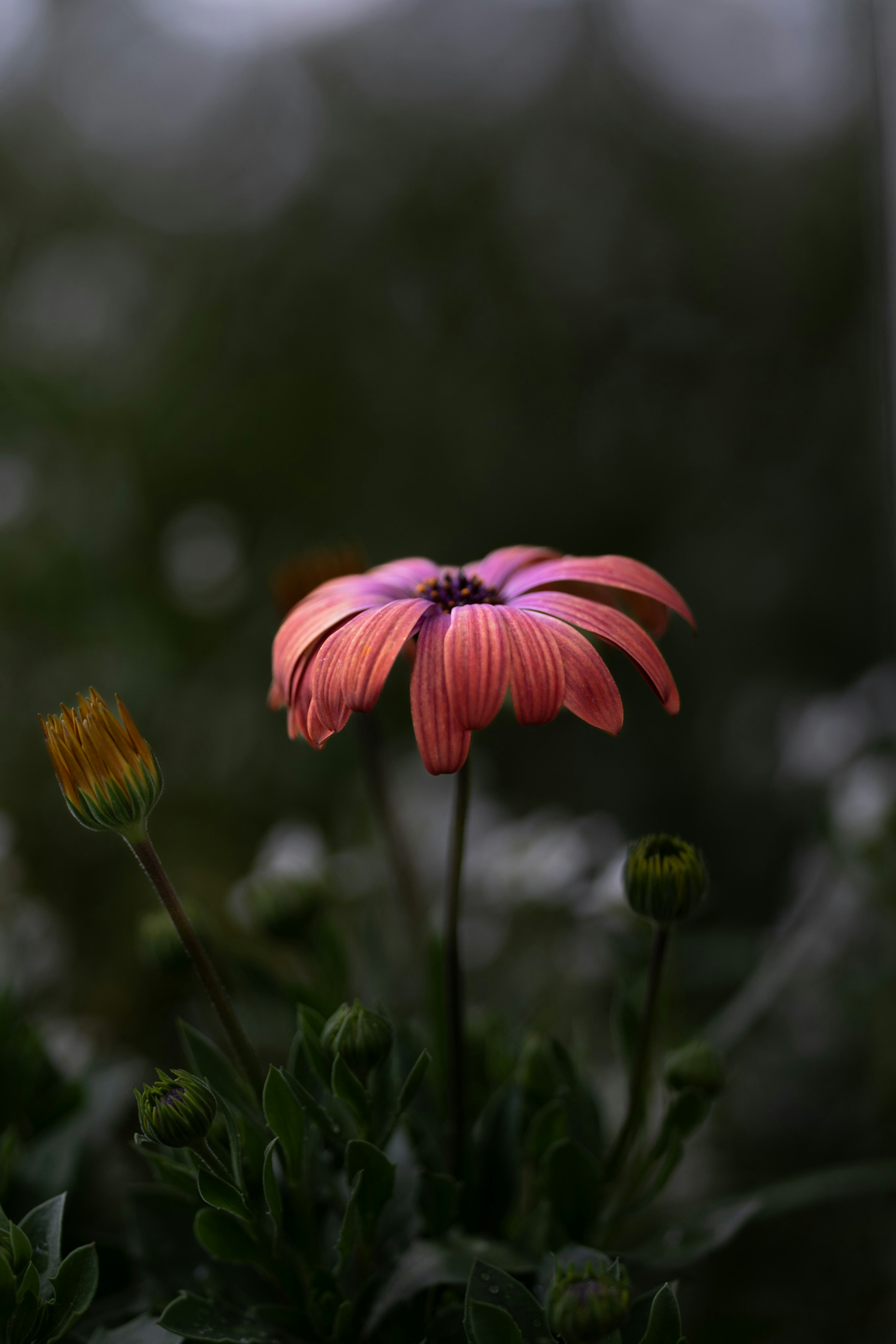 A pink flower with green leaves in a blurred background