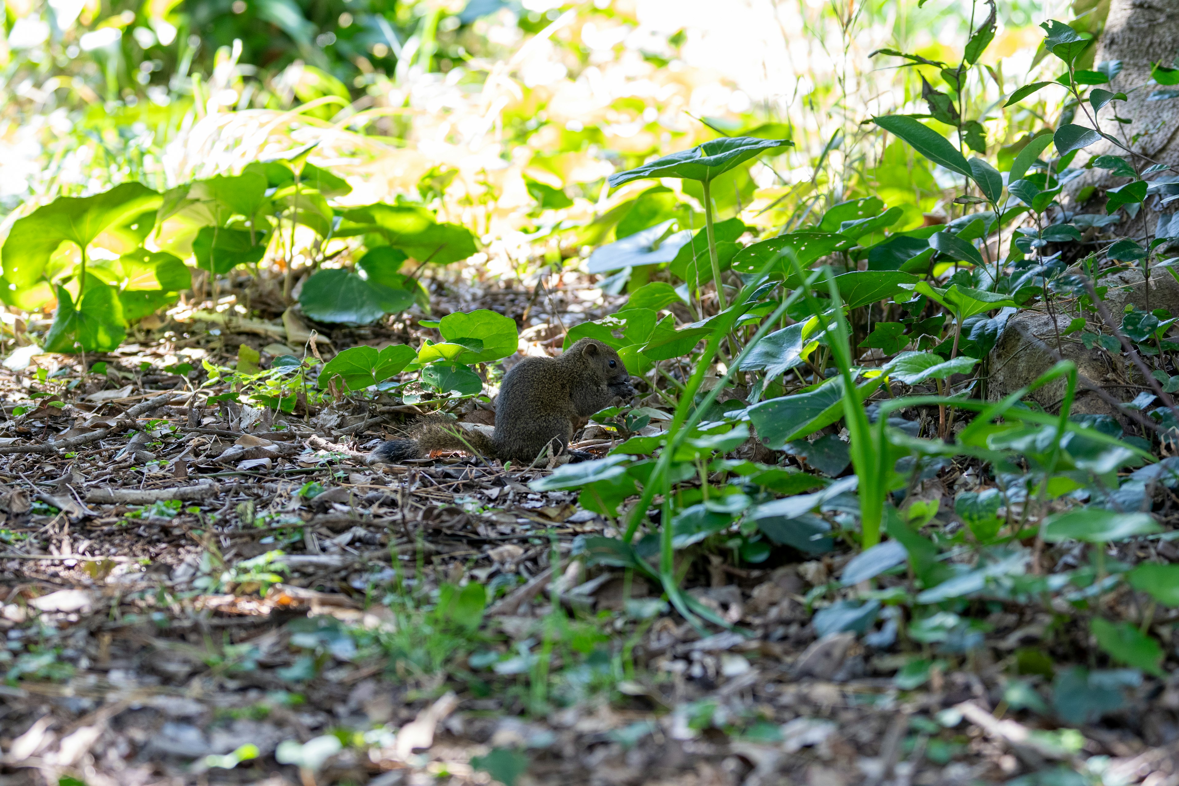 Un piccolo animale in un ambiente verdeggiante circondato da foglie e erba