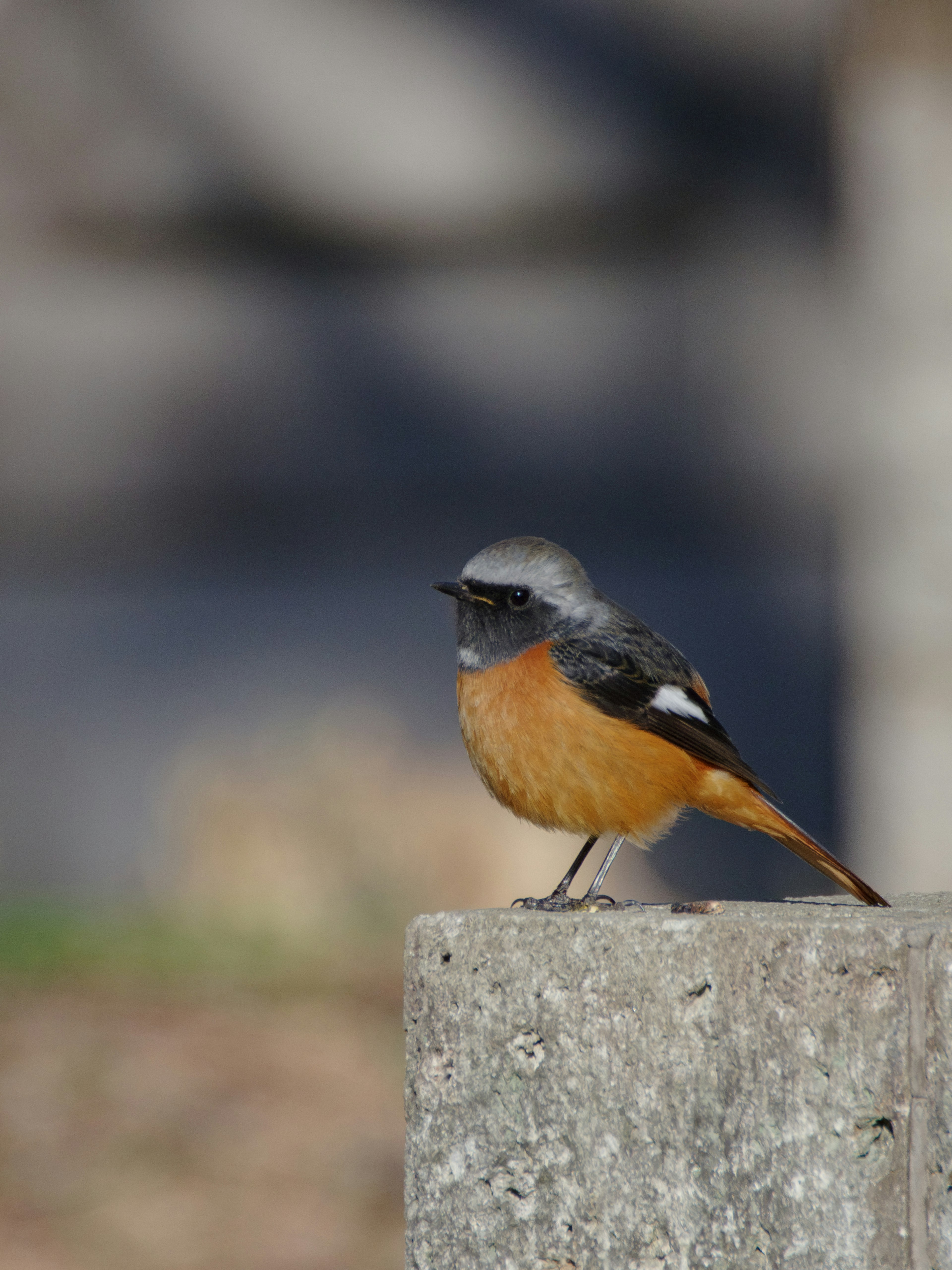 A bird with a gray head and orange belly standing on a stone