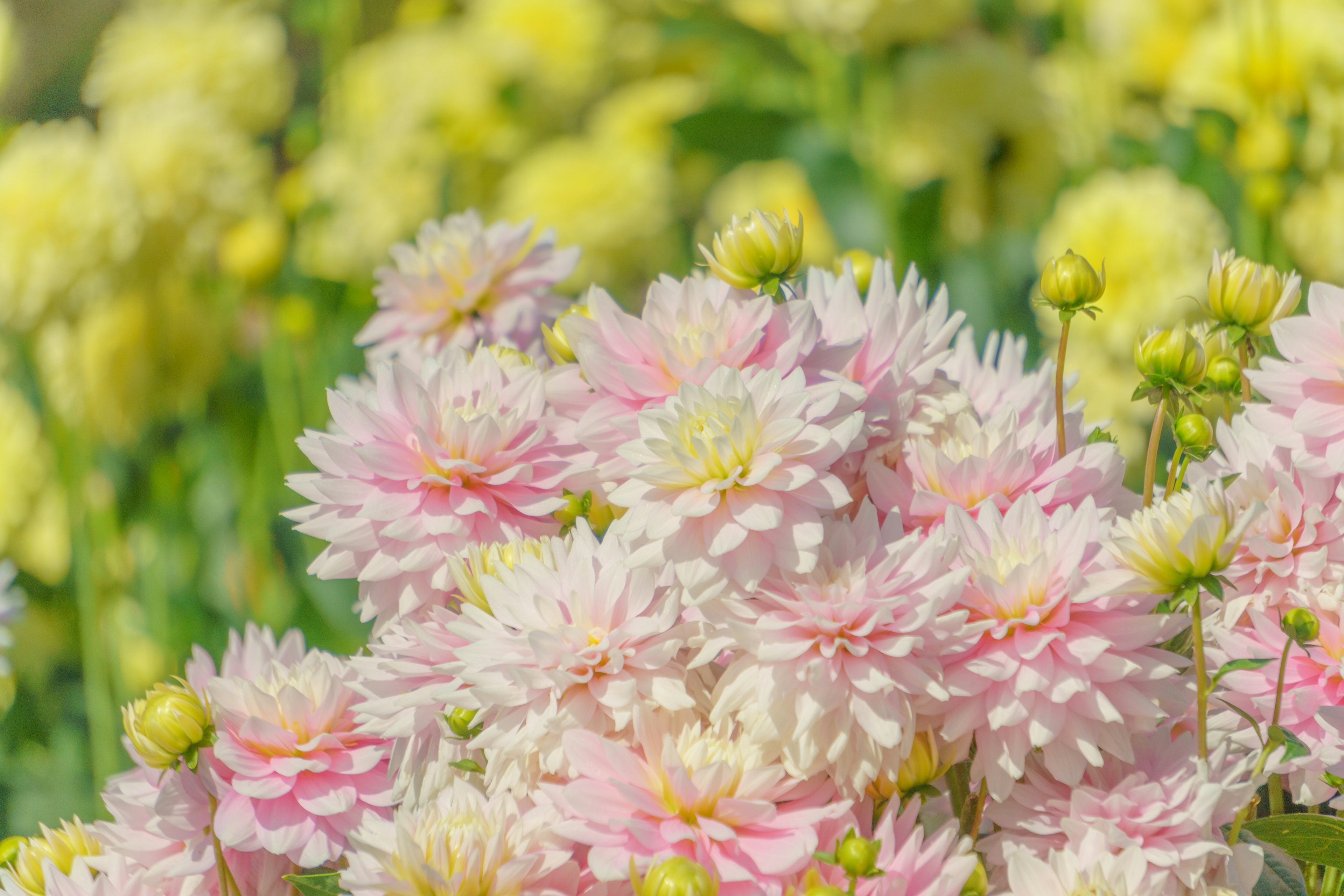 Cluster of light pink dahlia flowers with a background of yellow blooms