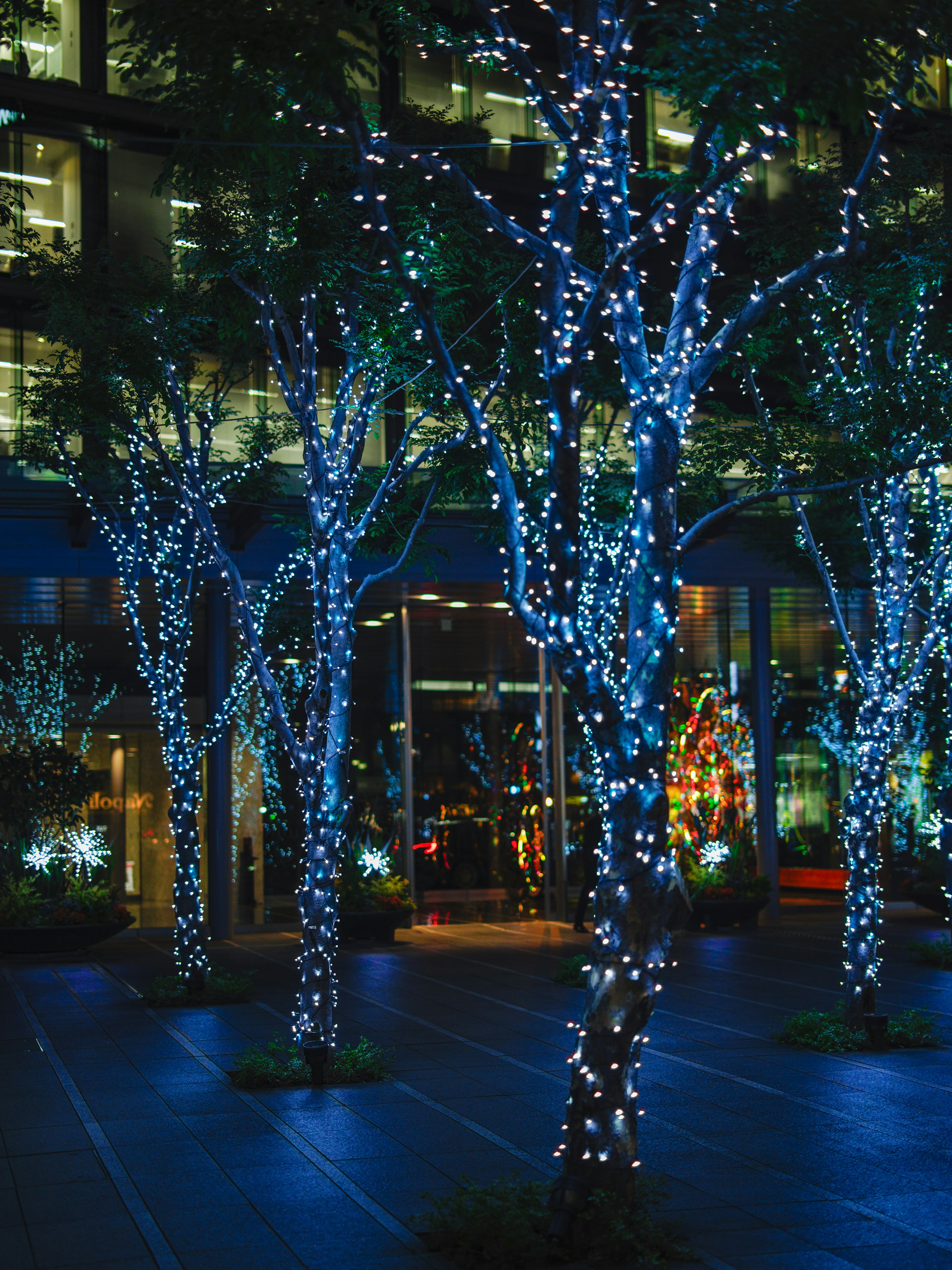 Night scene with trees wrapped in blue lights