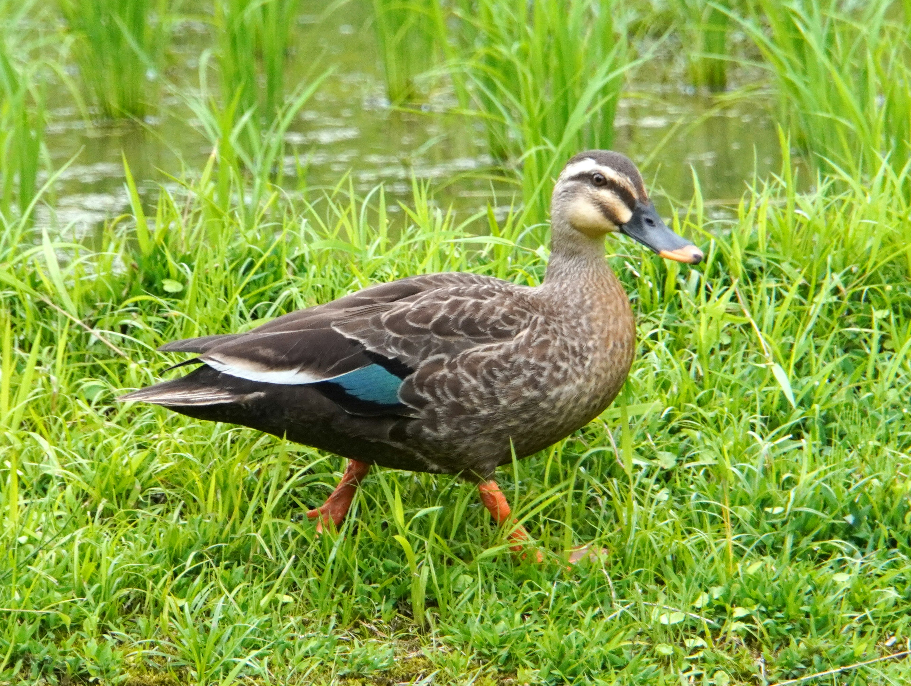 Weiblicher Stockente, die auf einer grasbewachsenen Fläche nahe Wasser läuft