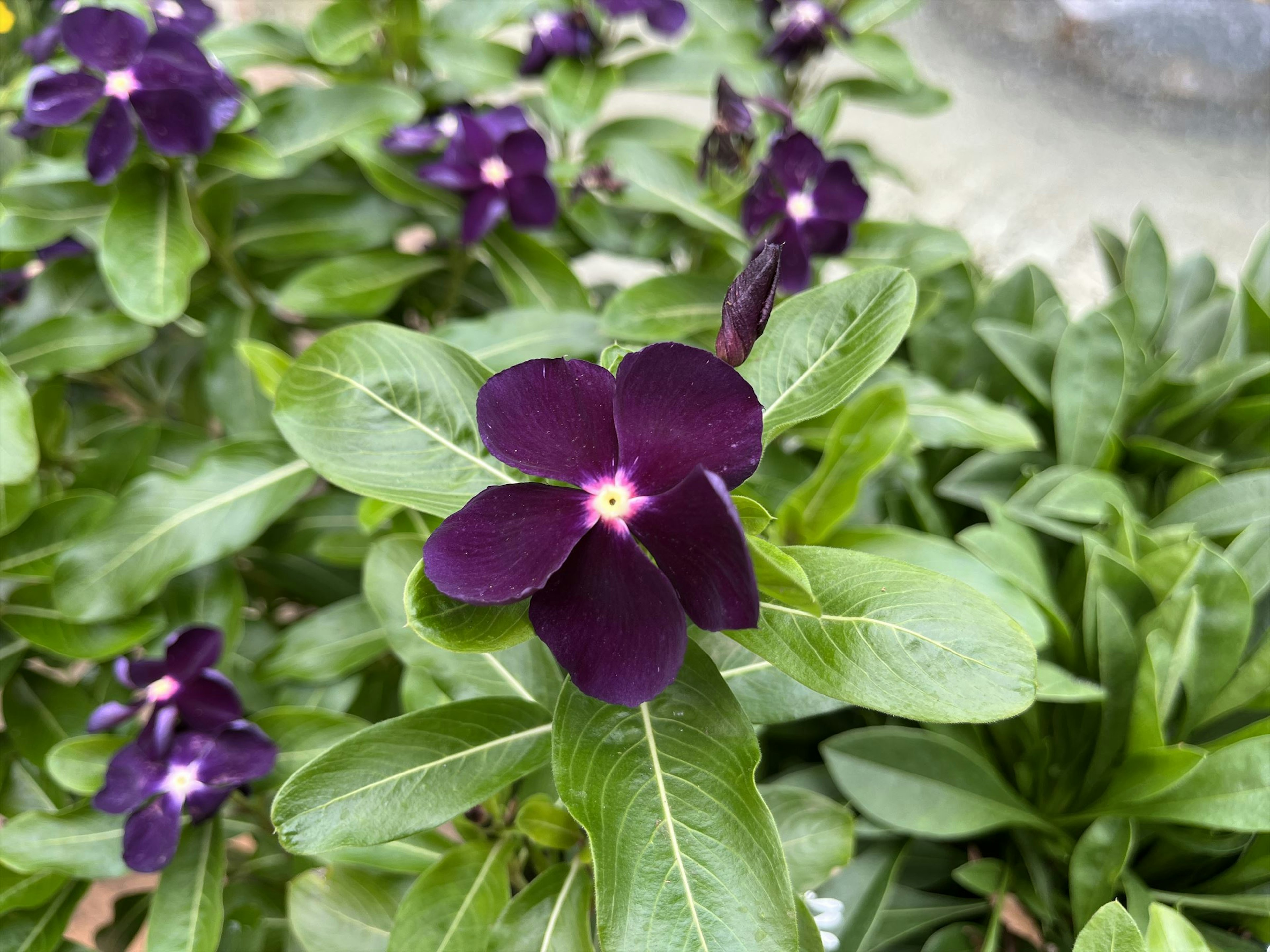 鮮やかな紫色の花が緑の葉の間に咲いている