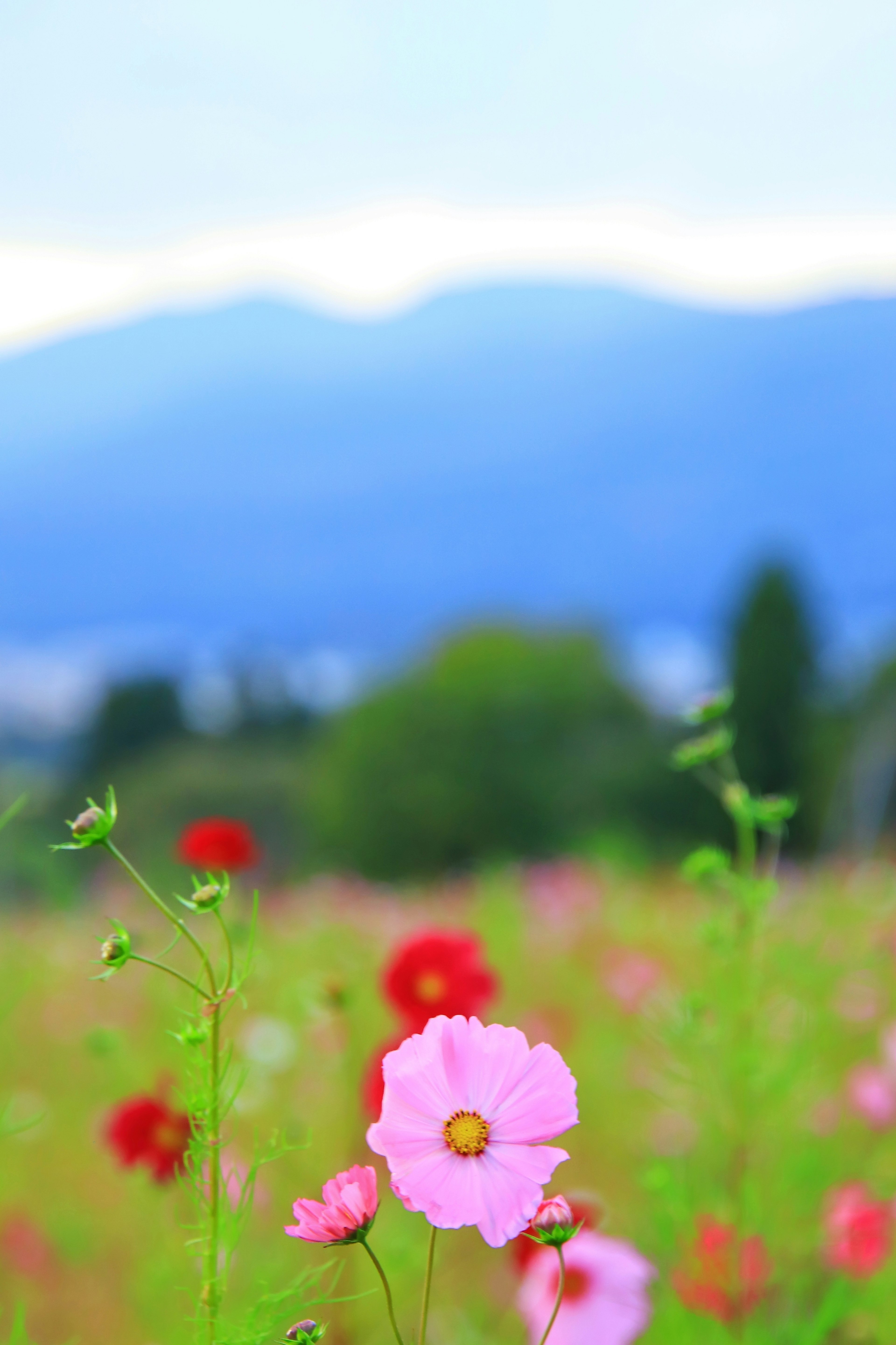 青い山を背景にした色とりどりの花畑の中に咲くピンクの花