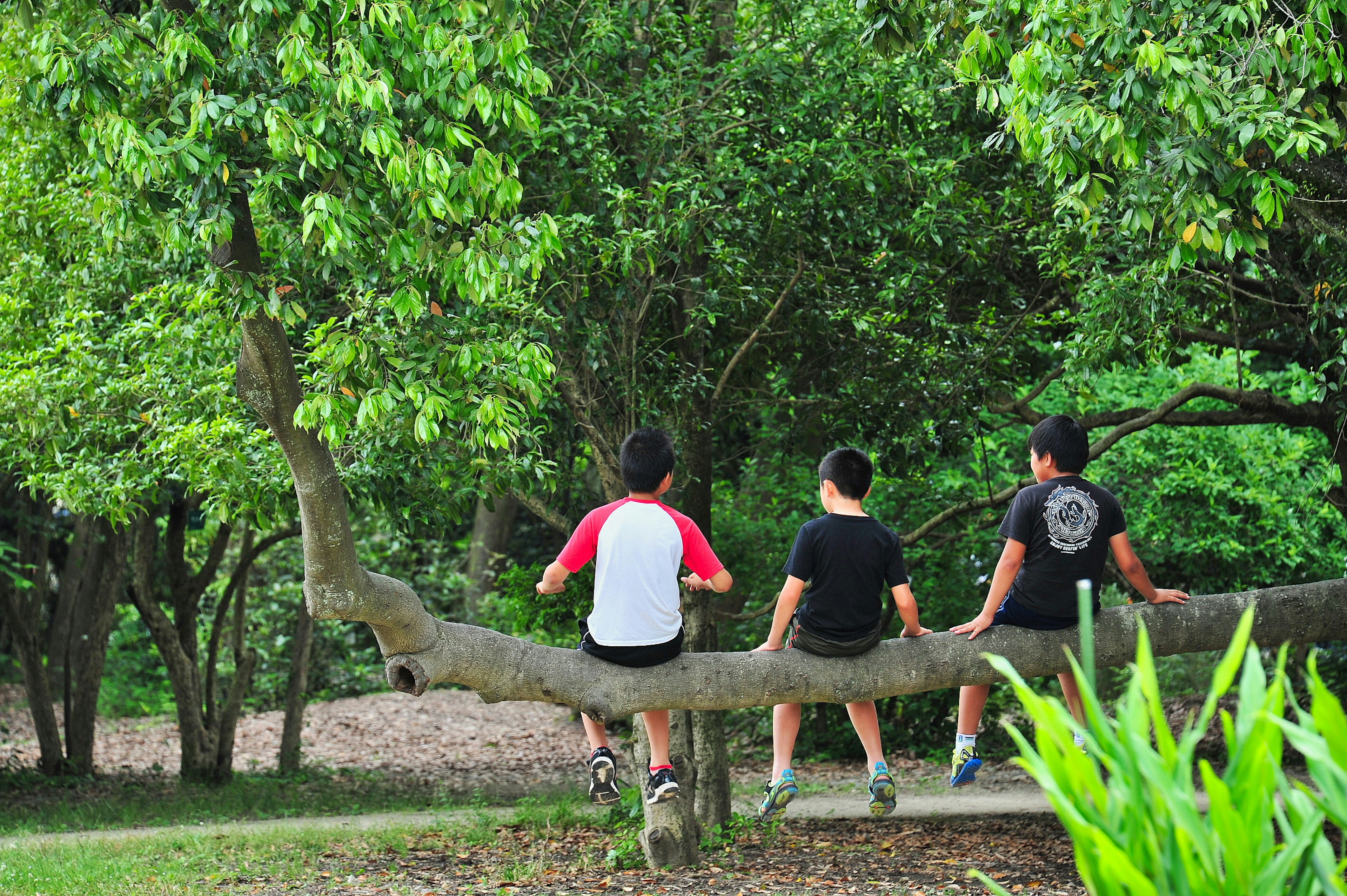 Tiga anak duduk di dahan pohon di taman hijau