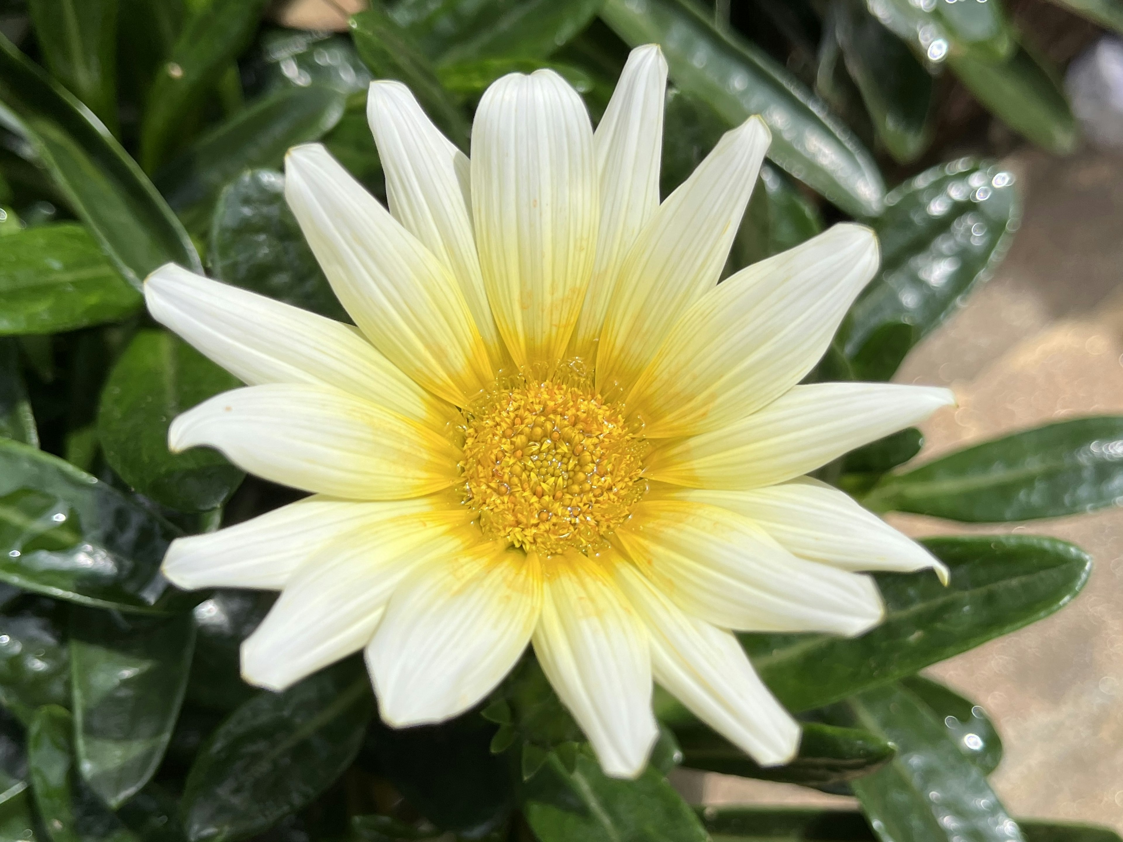 Fleur magnifique avec des pétales blancs et un centre jaune