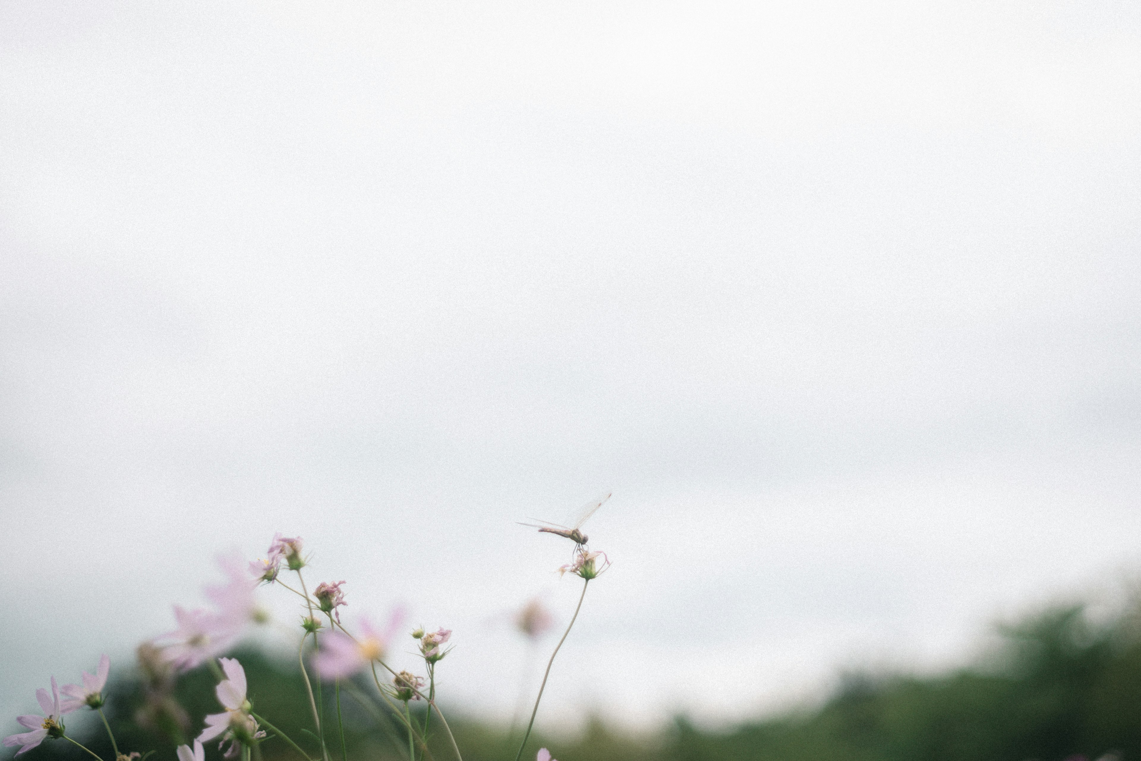 薄曇りの空を背景にしたピンクの花と草の写真