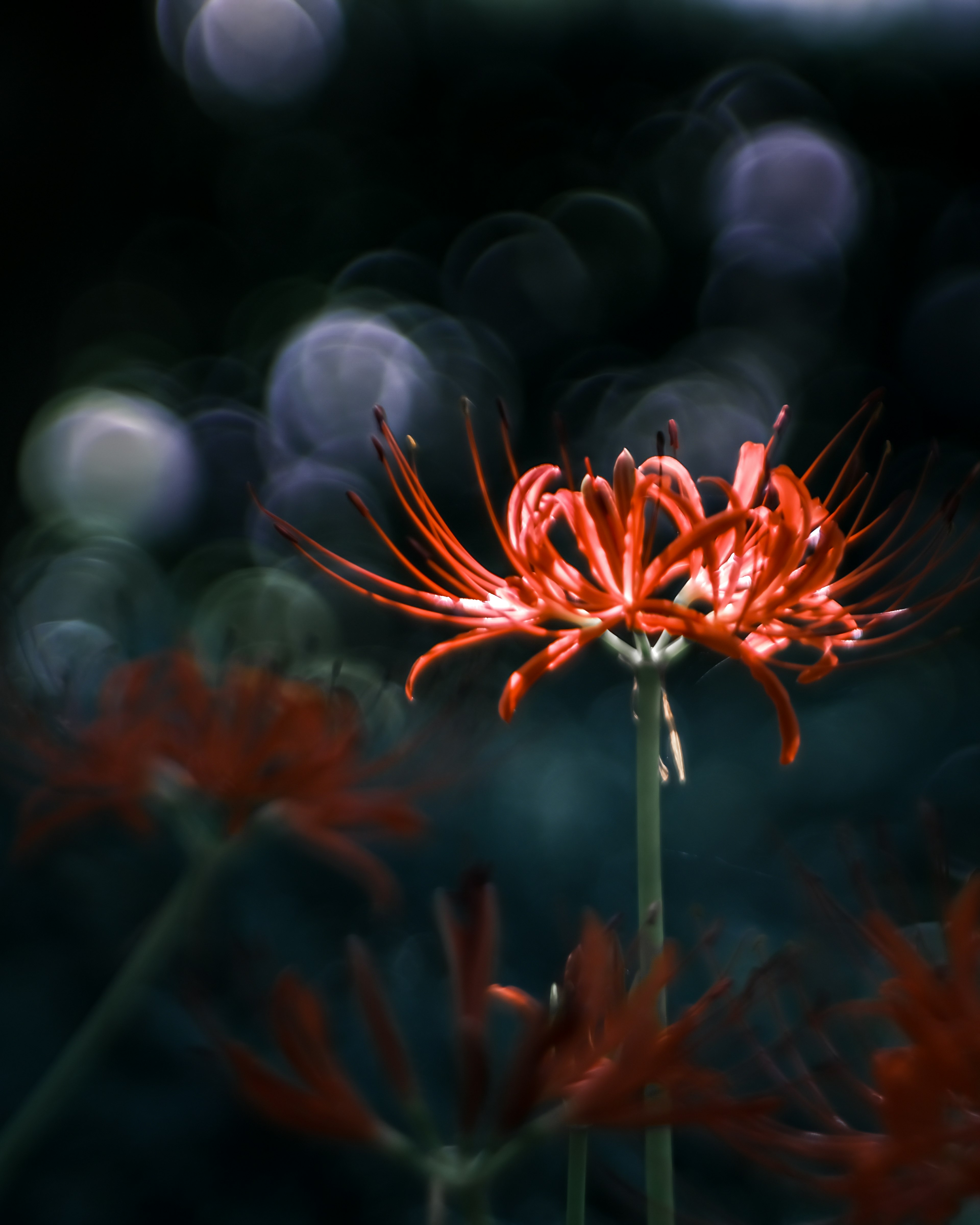 Vivid red flower against a dark background with unique petals