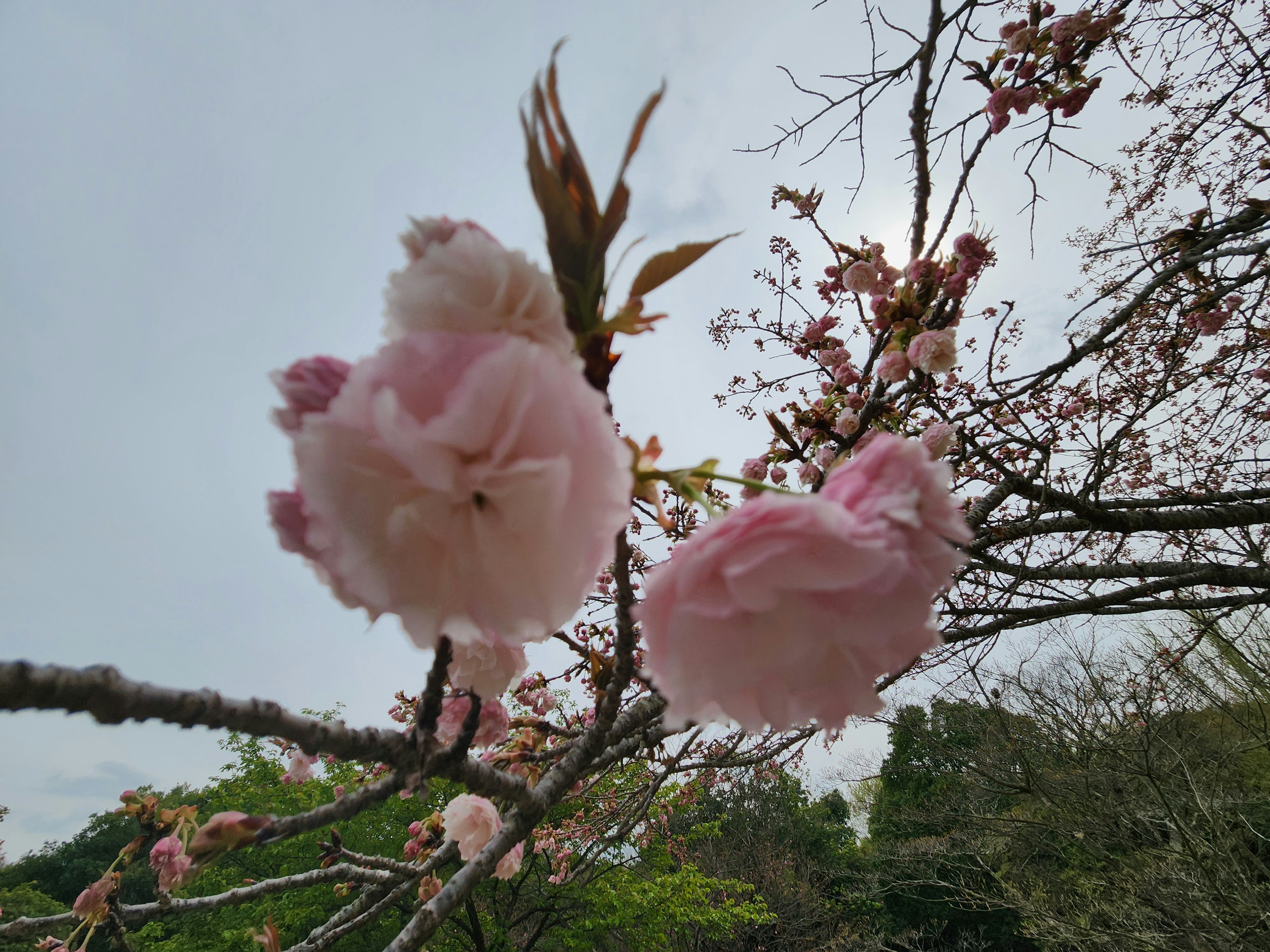 桜の花が咲いている枝のクローズアップ