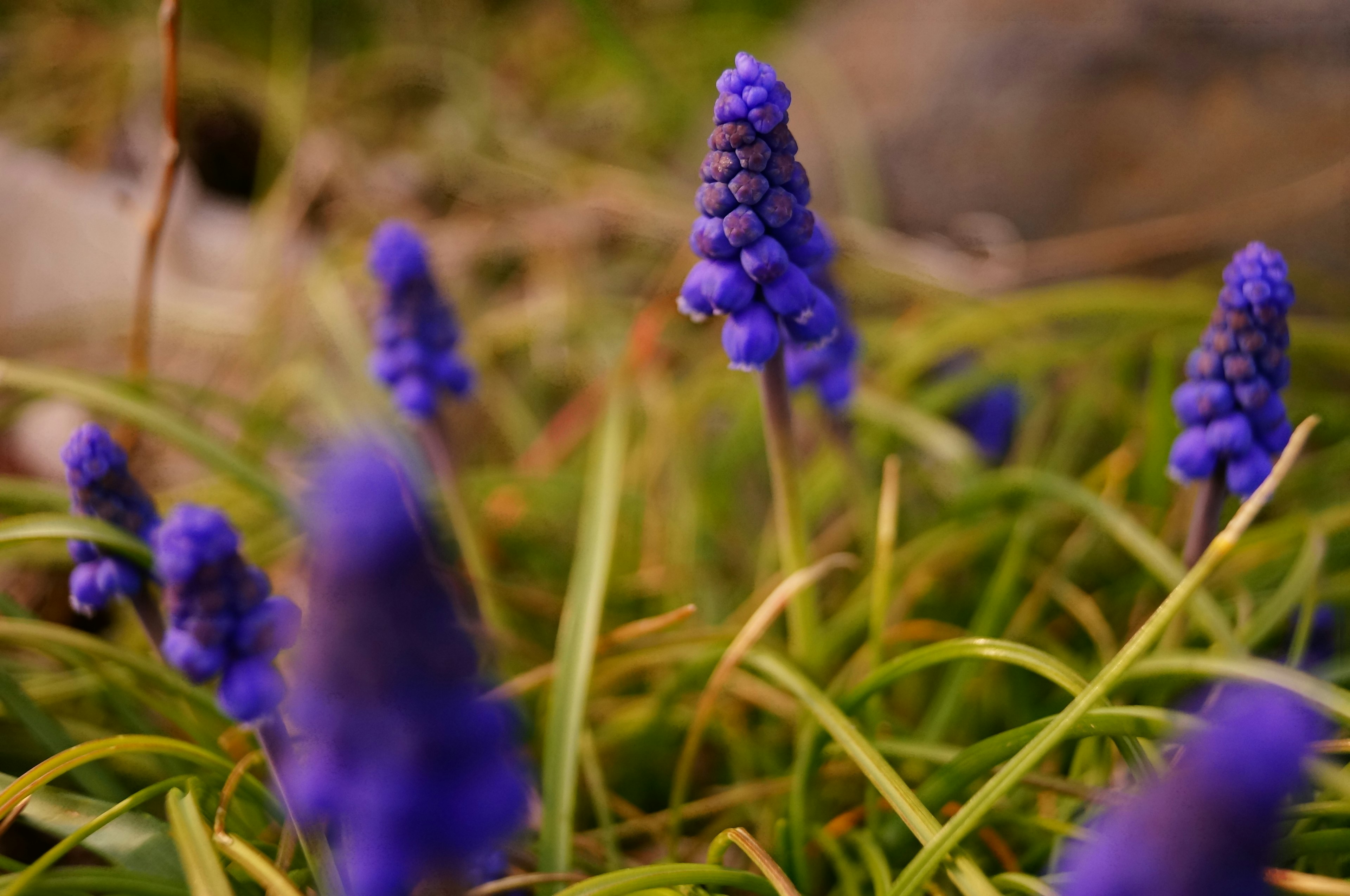 Close-up of purple grape hyacinths growing in green grass