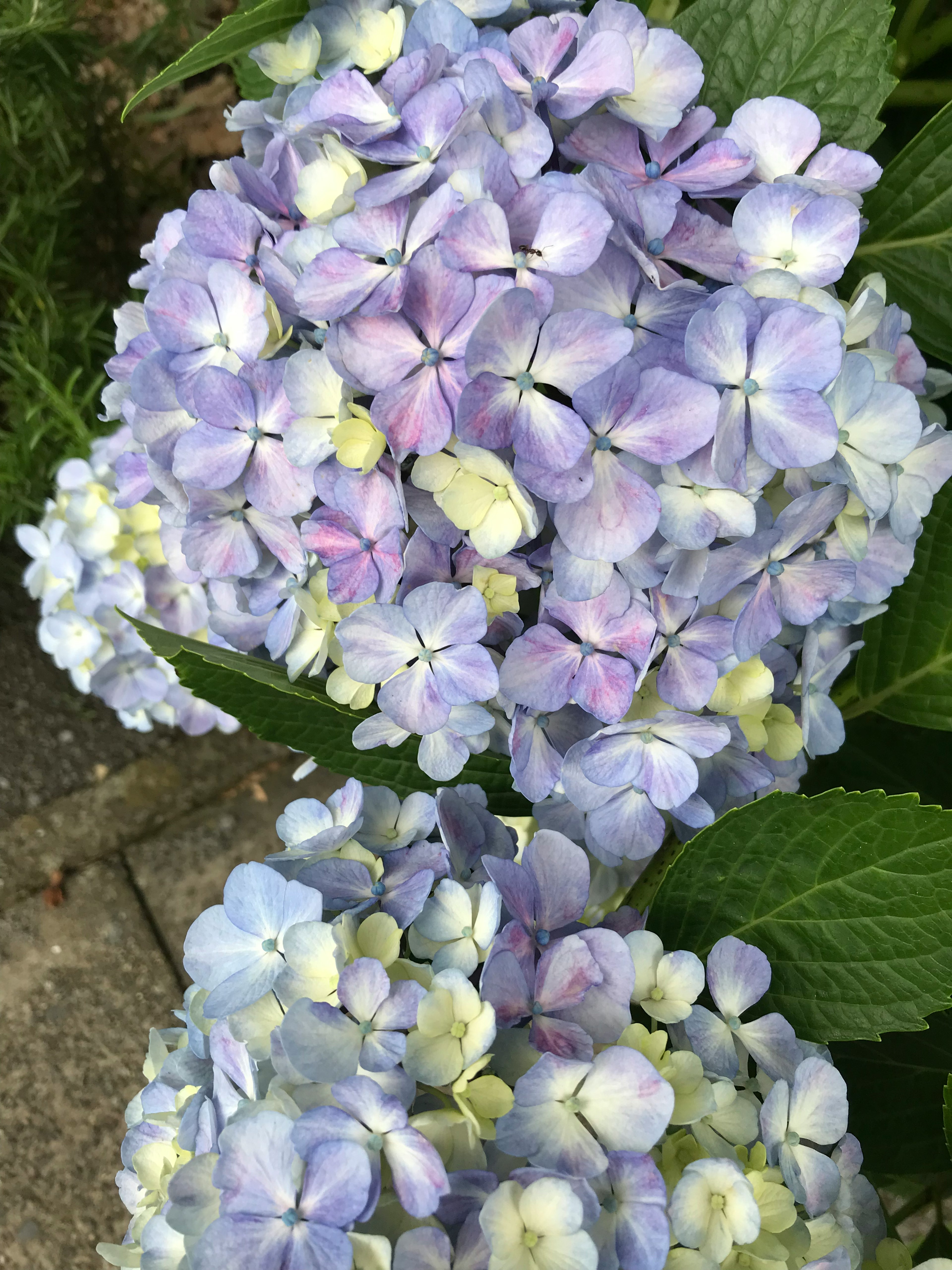 青紫色のアジサイの花が集まった美しい画像