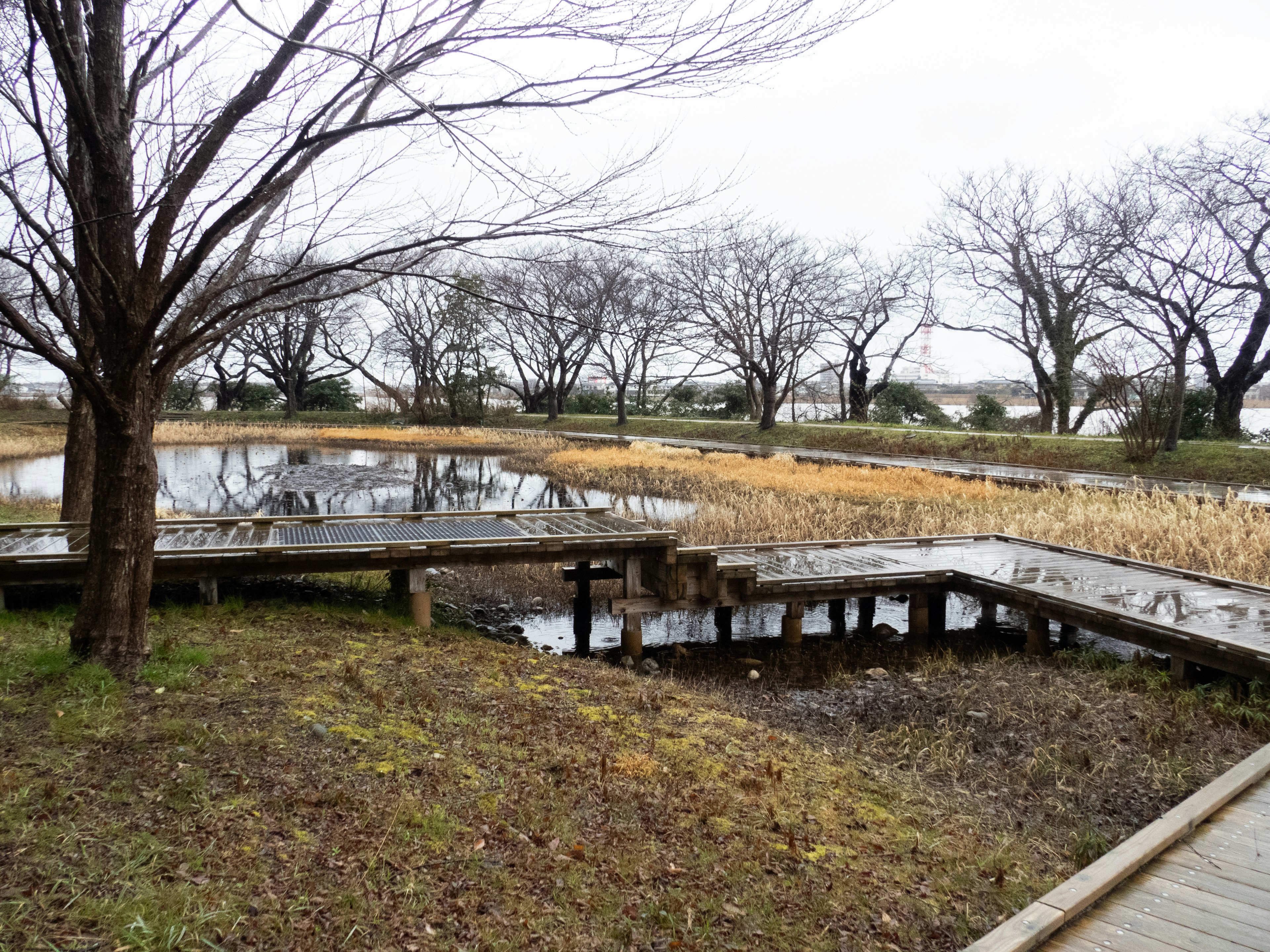 静かな公園の景色で、水たまりと枯れた草が見える