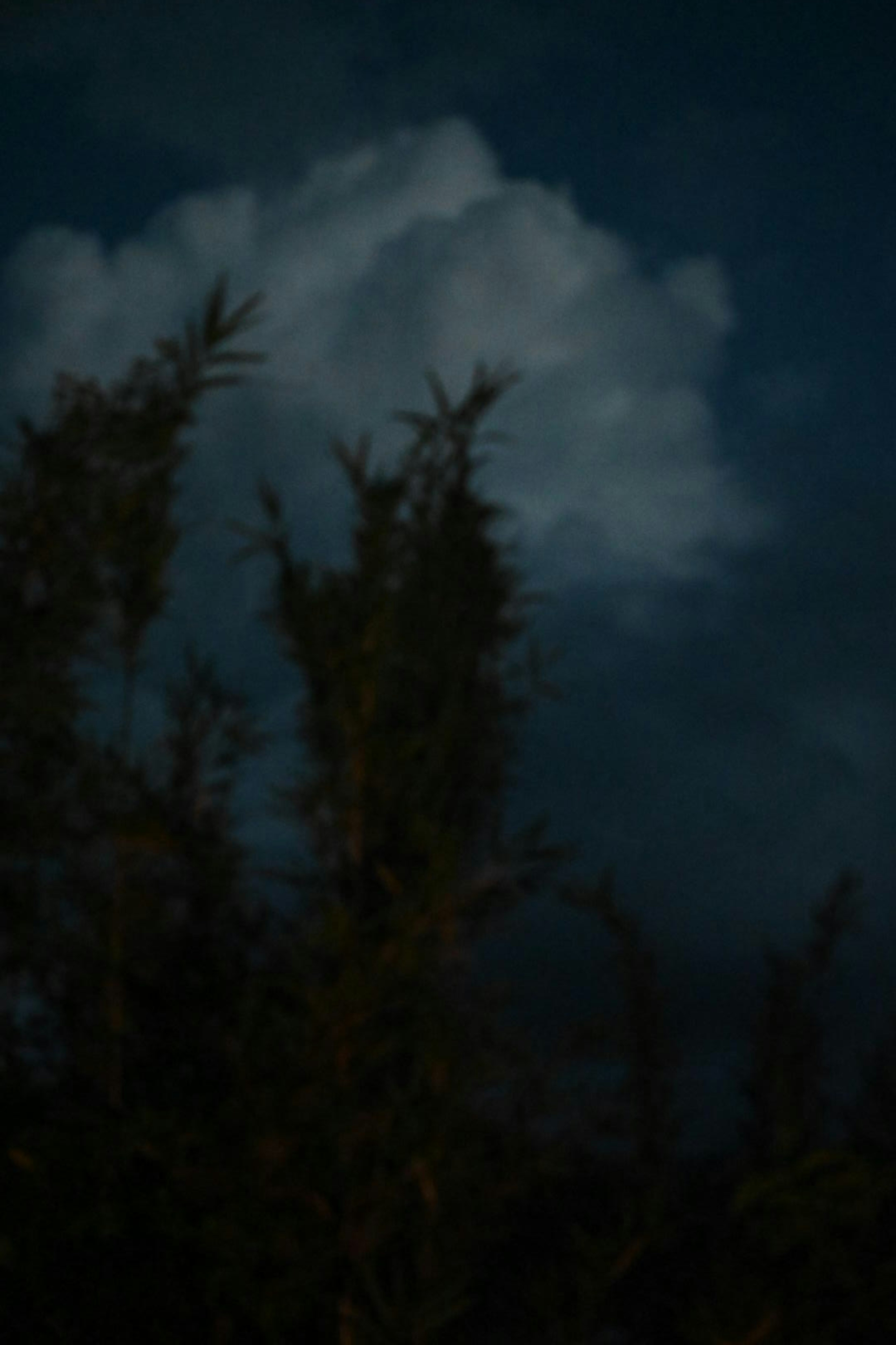 Clouds illuminated by moonlight with silhouetted plants in the foreground