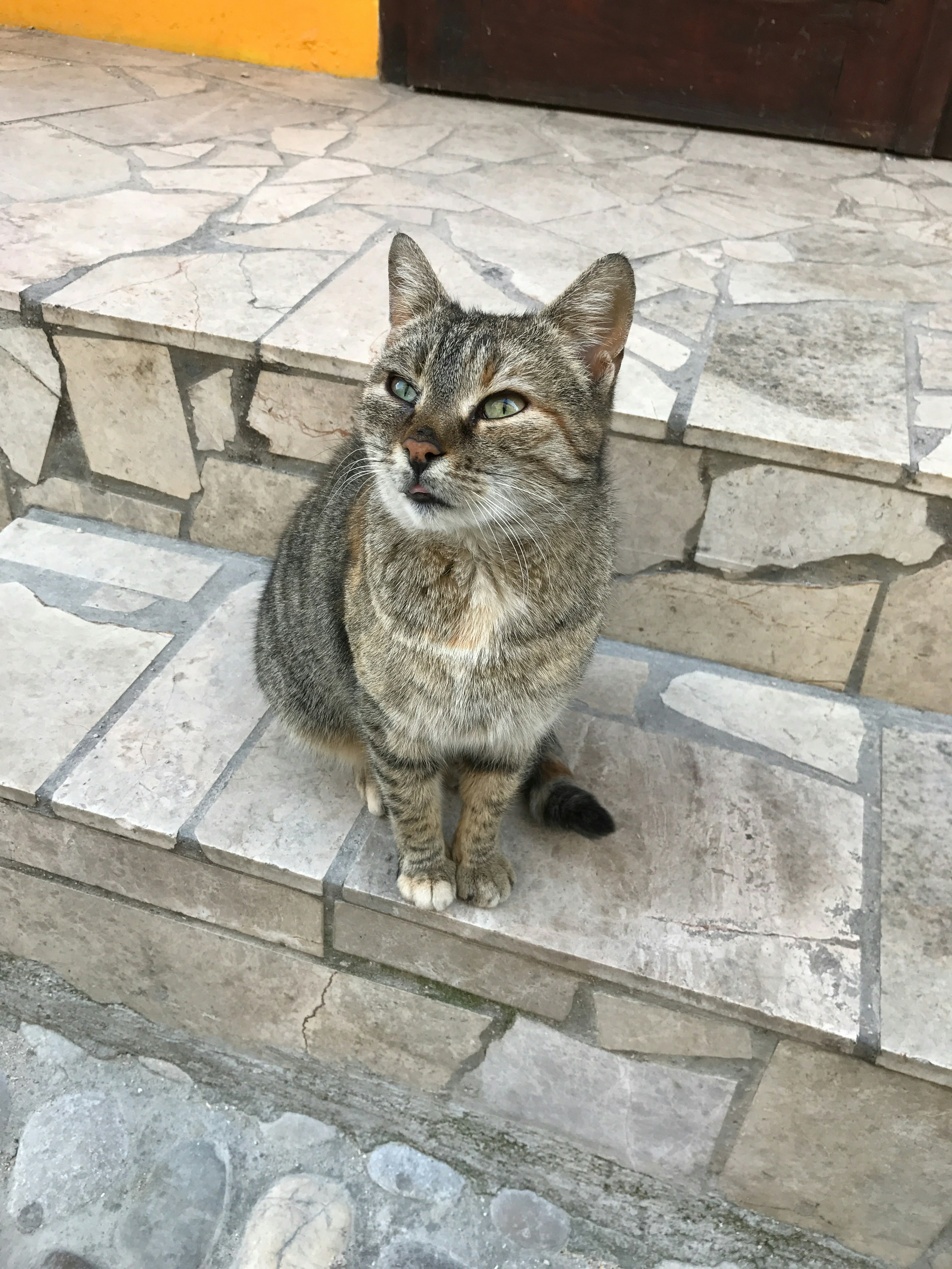 Gambar kucing coklat duduk di tangga