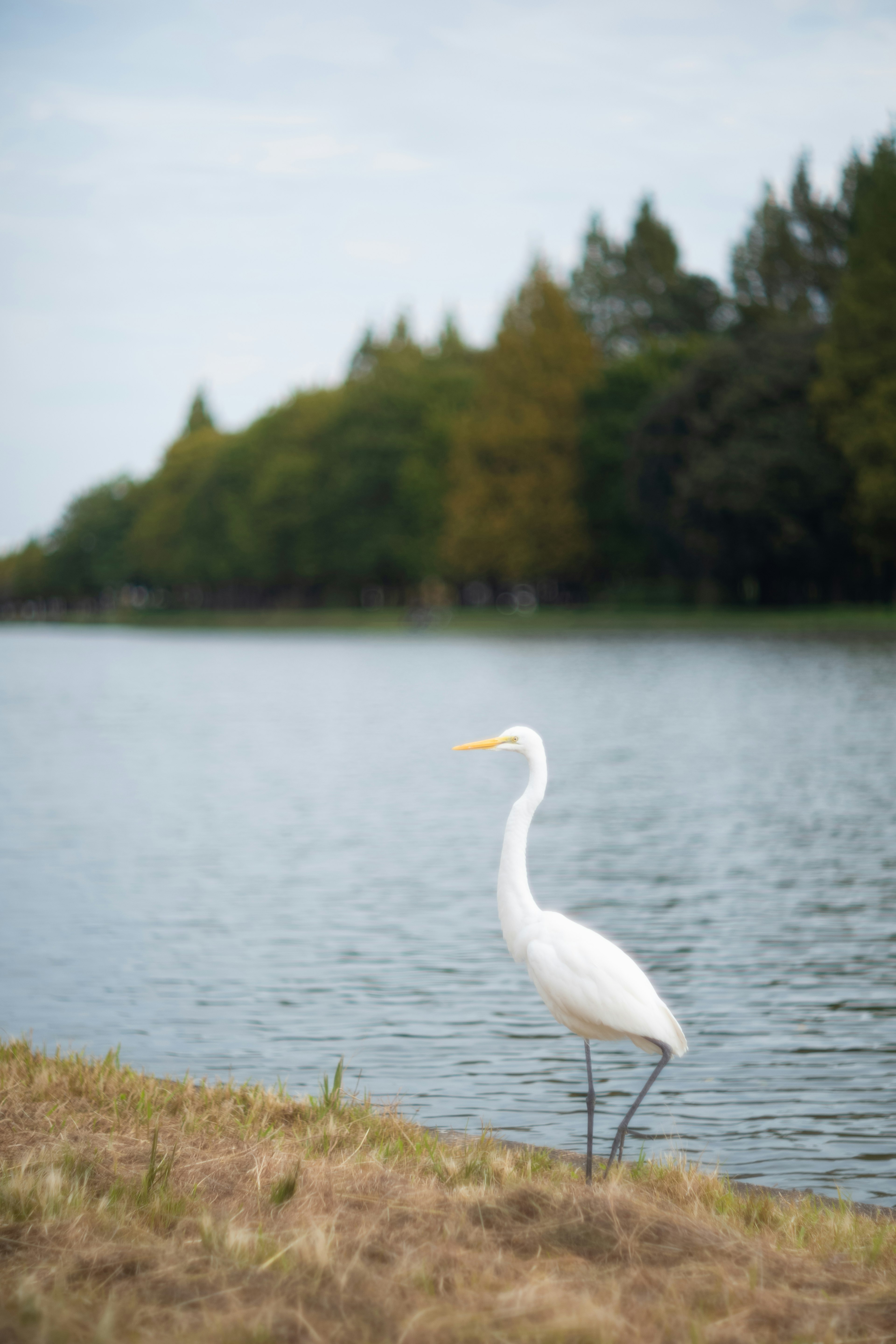 白いサギが湖のほとりに立っている風景