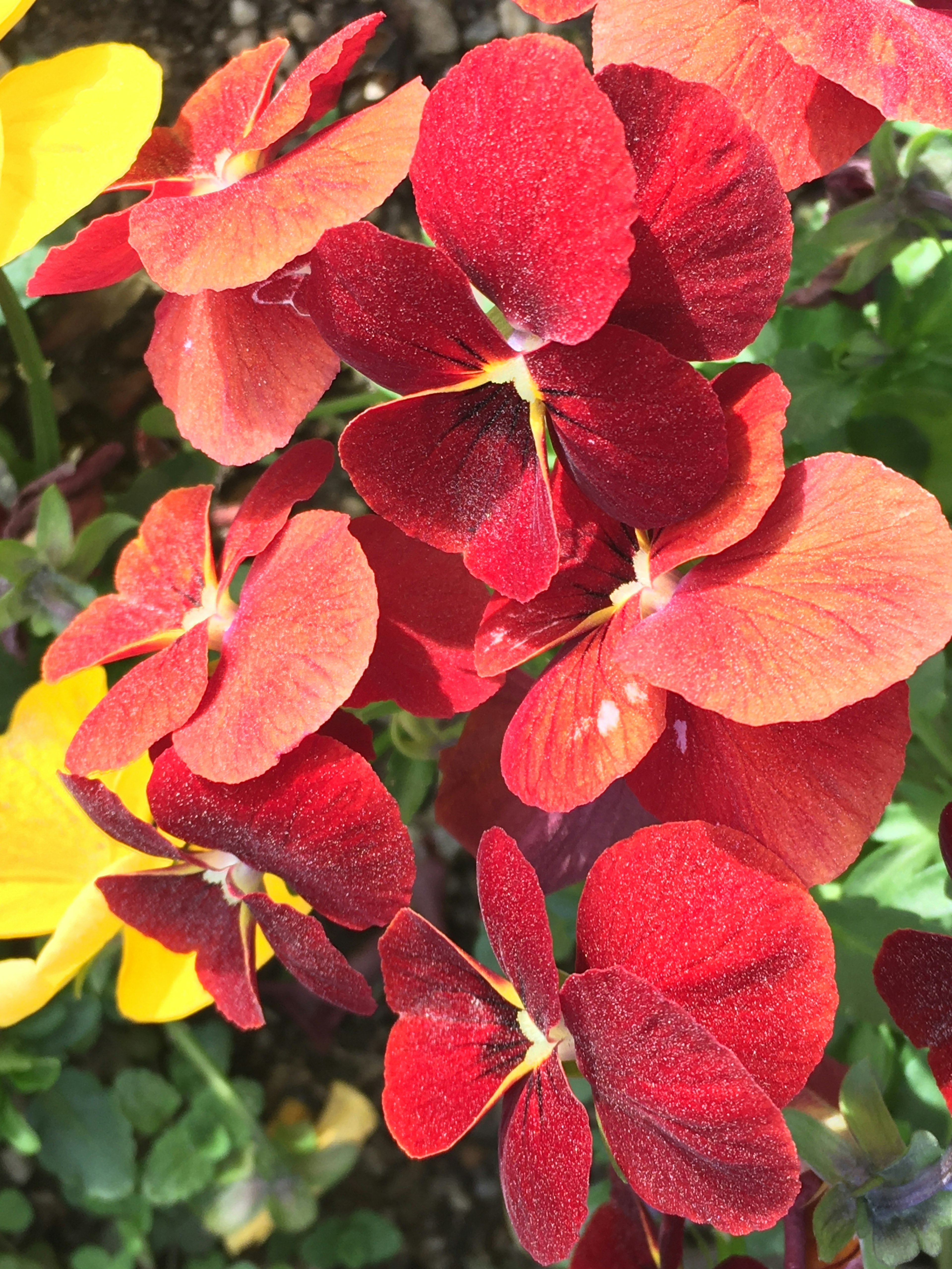 Lebendige Gruppe roter Blumen mit samtigen Blütenblättern