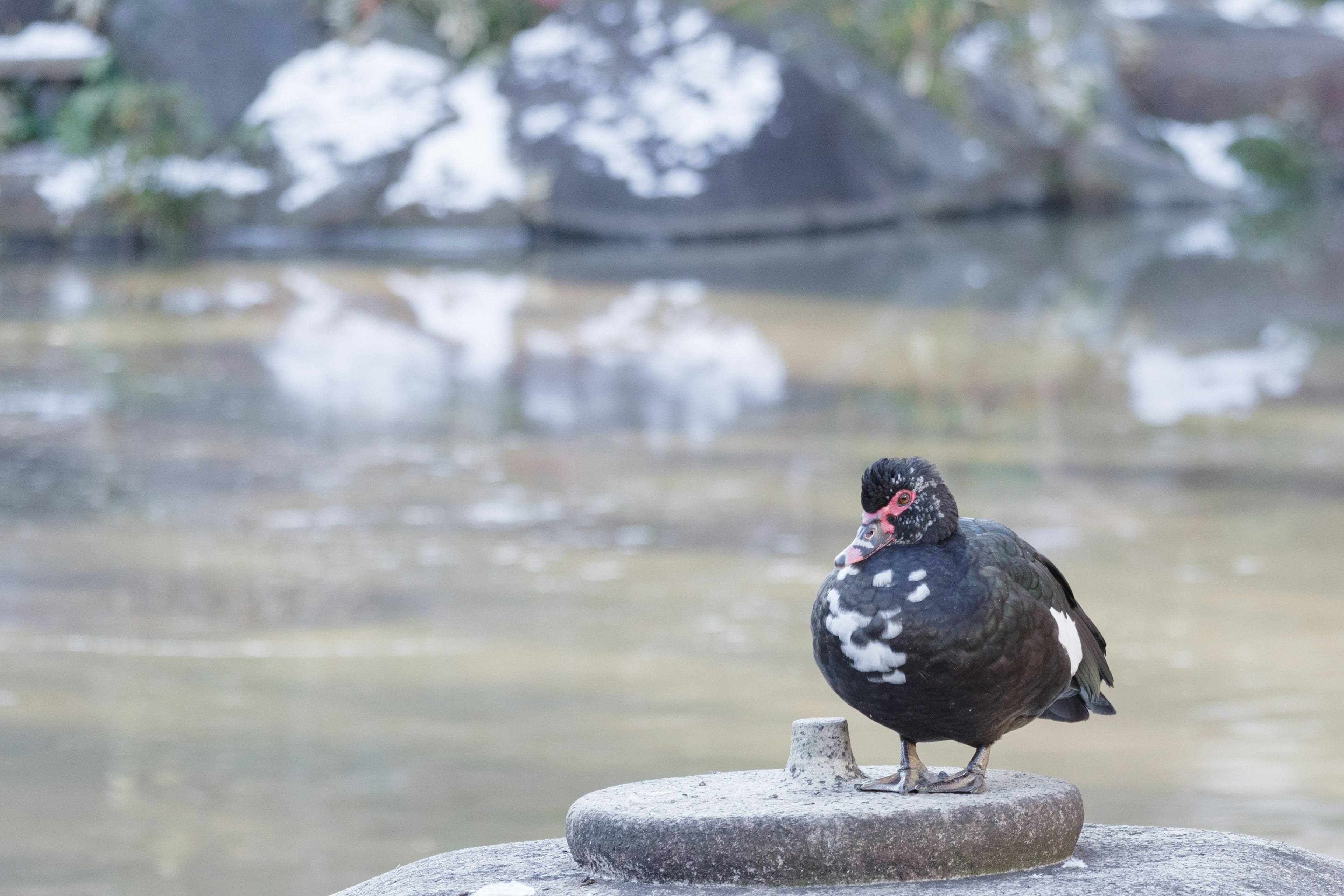 Un uccello nero con macchie bianche in piedi vicino all'acqua