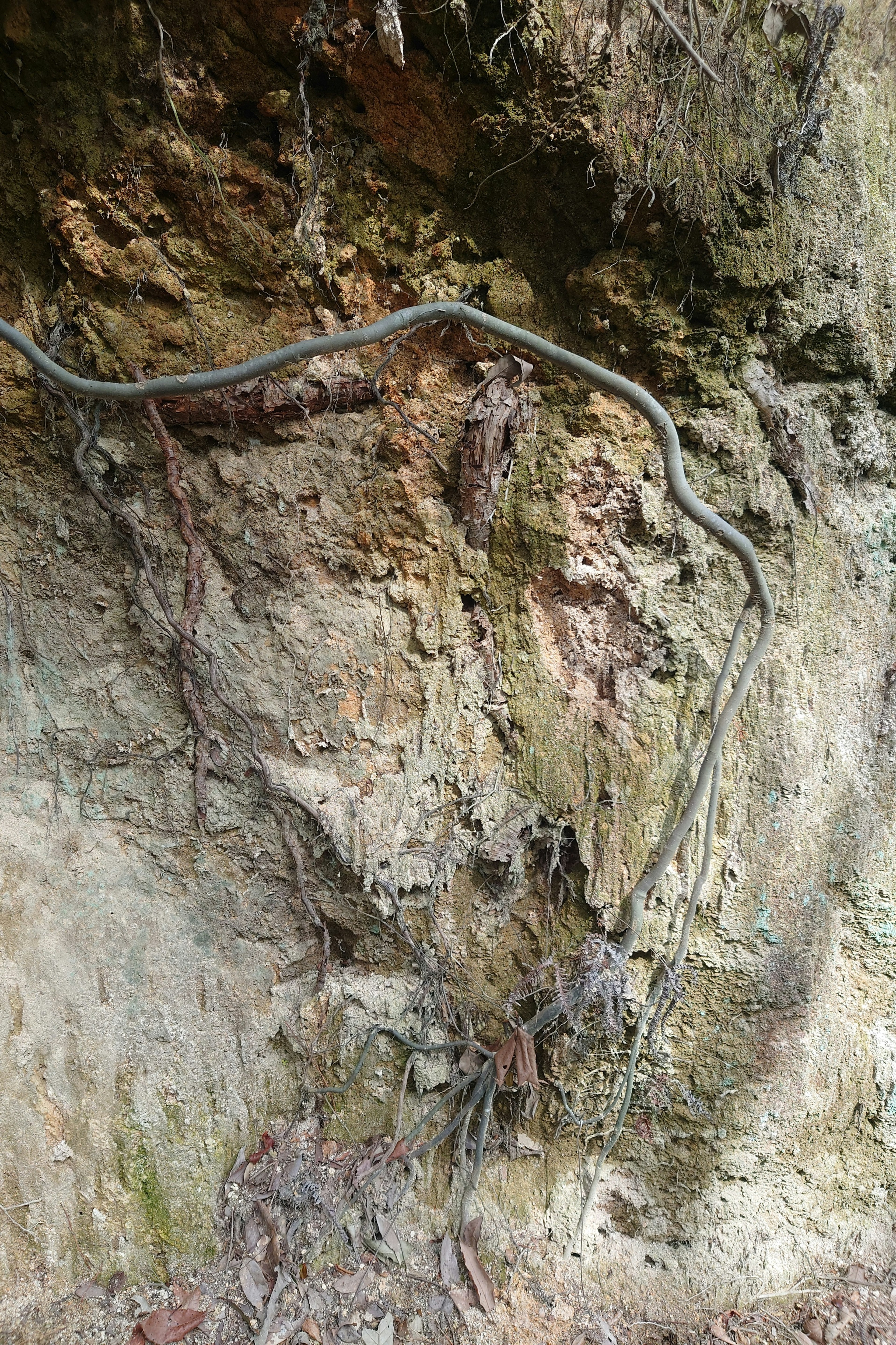 A long snake entwined on a rocky surface