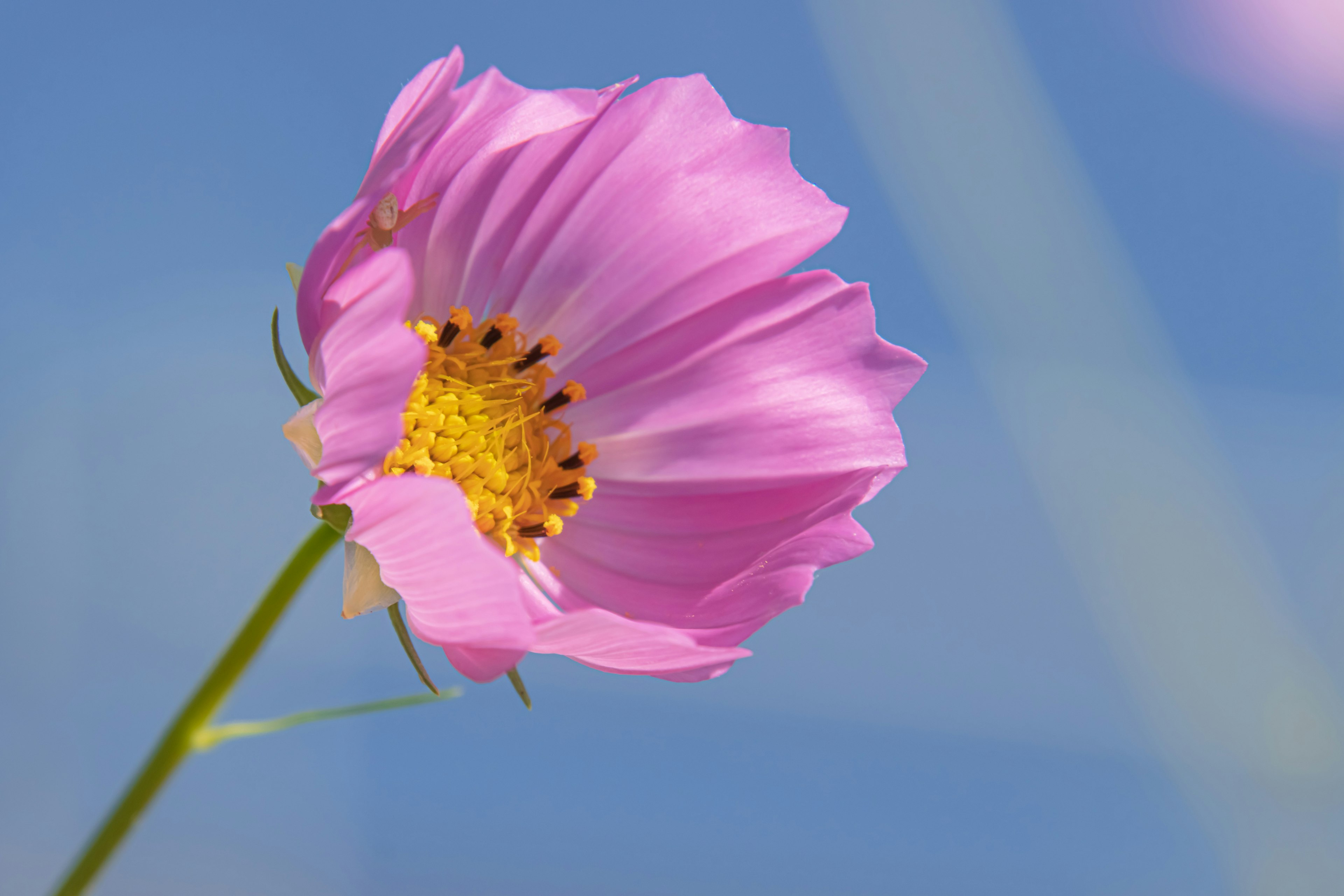 Primo piano di un fiore rosa su sfondo di cielo blu