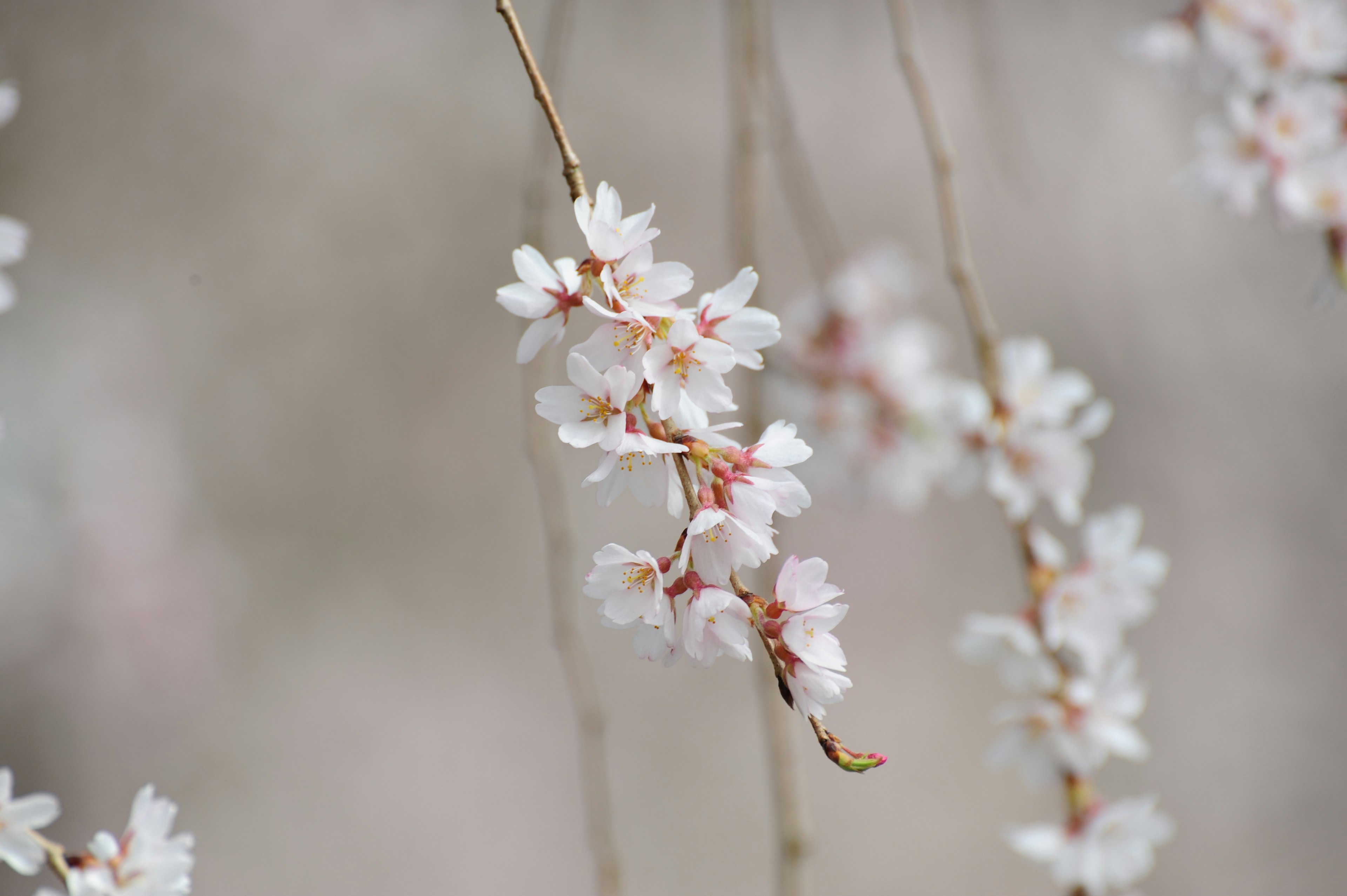 白い背景に咲く桜の花のクローズアップ