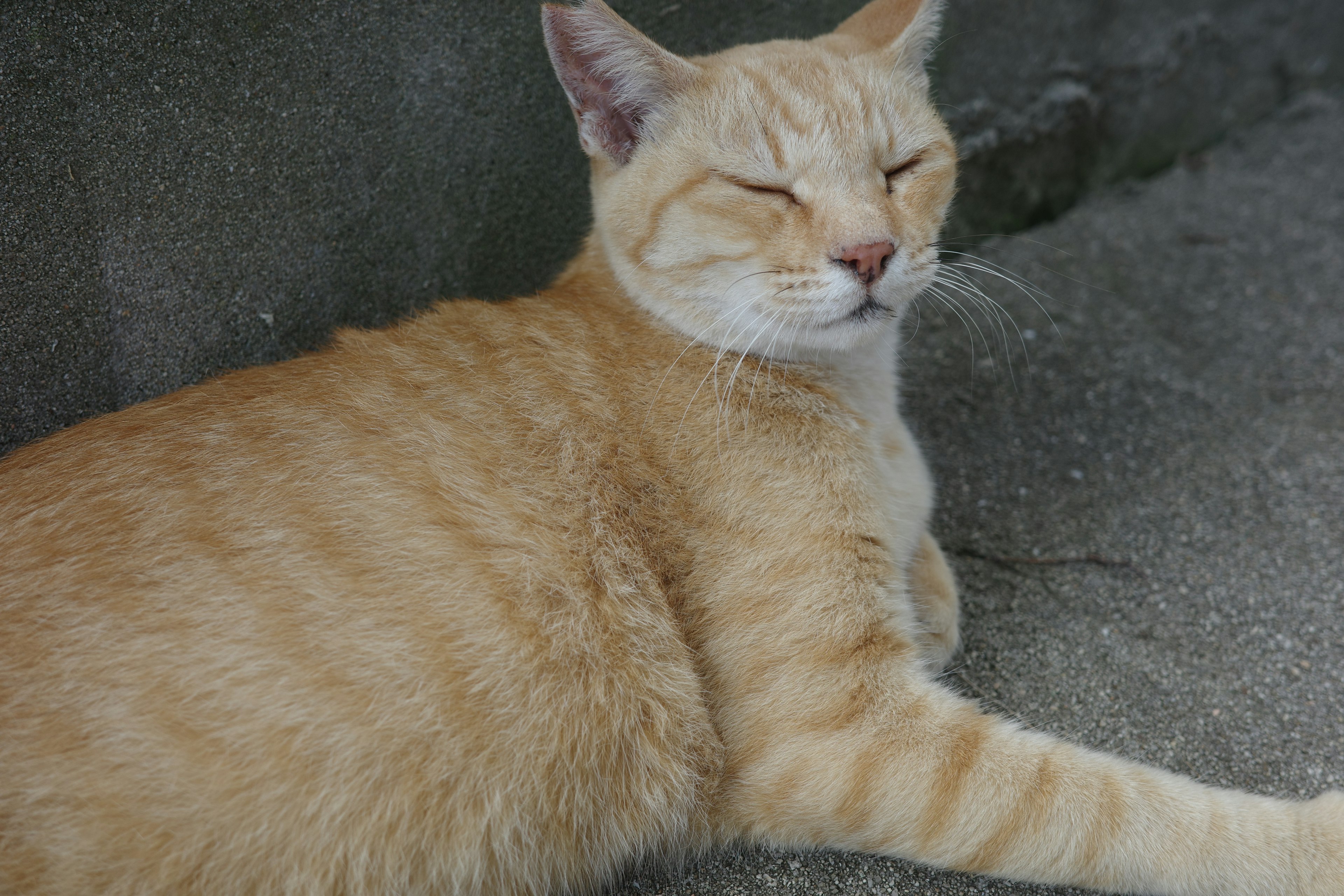 Orange getigerte Katze, die friedlich mit geschlossenen Augen entspannt