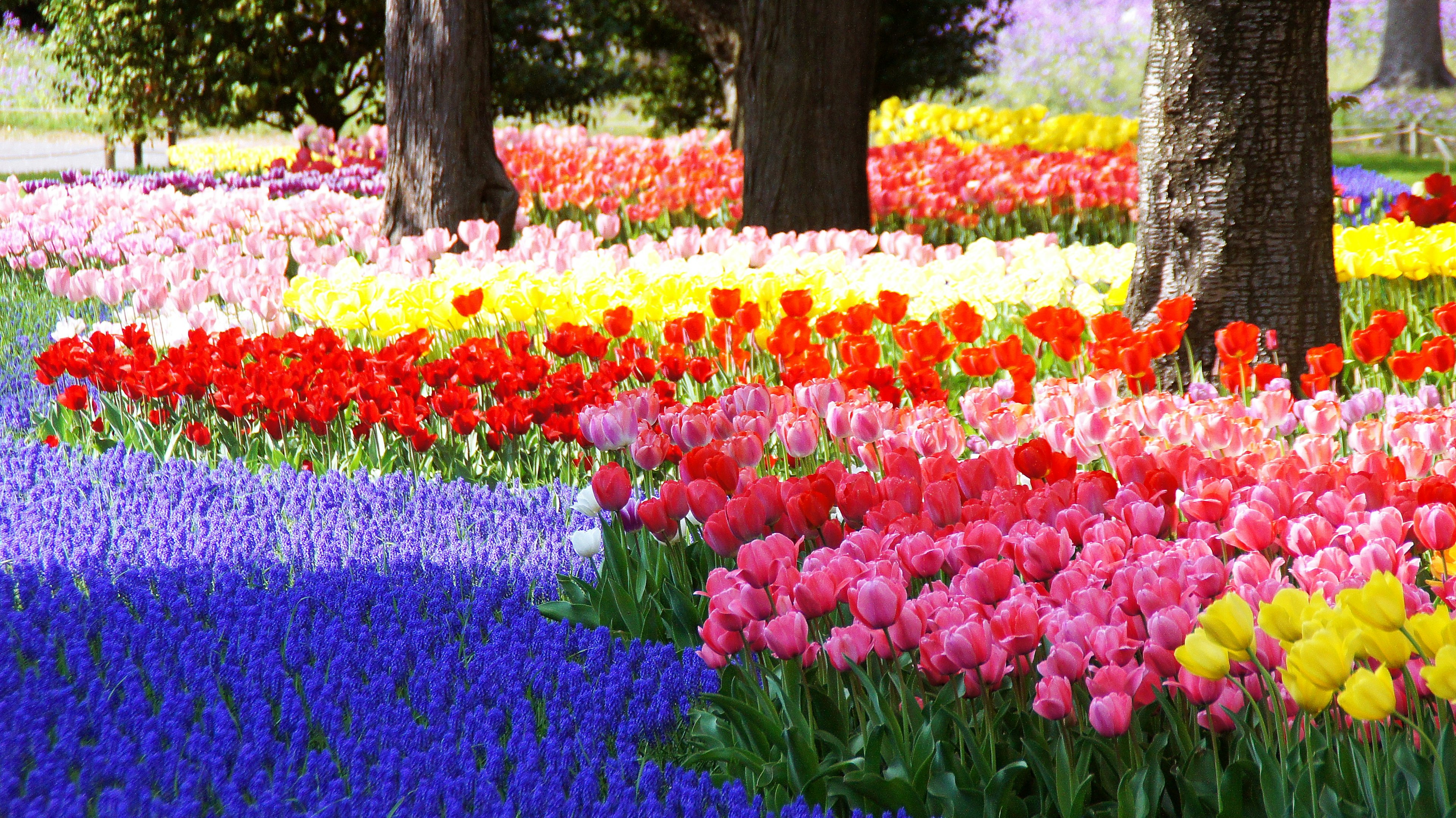 Bunte Tulpen blühen in einem schönen Blumengarten