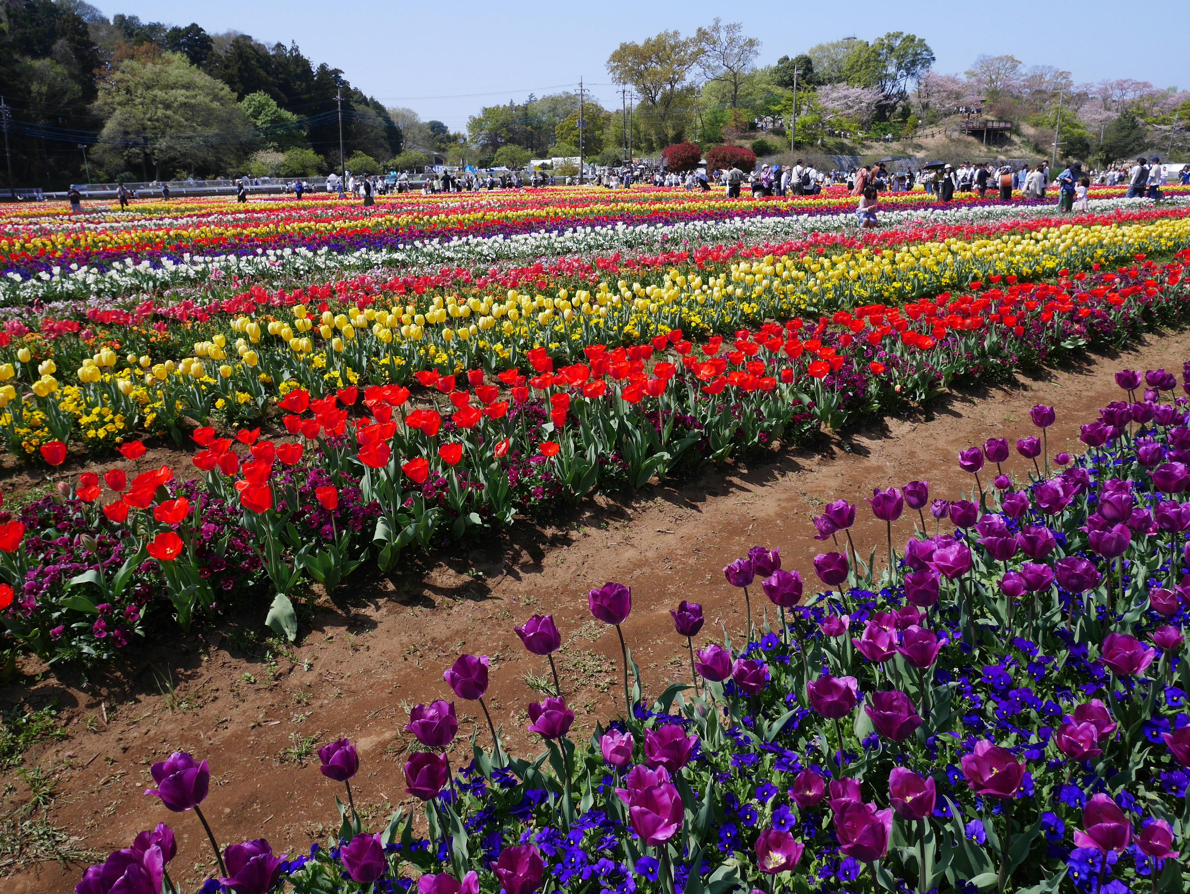 A vibrant tulip field with a variety of colors and people walking among the flowers