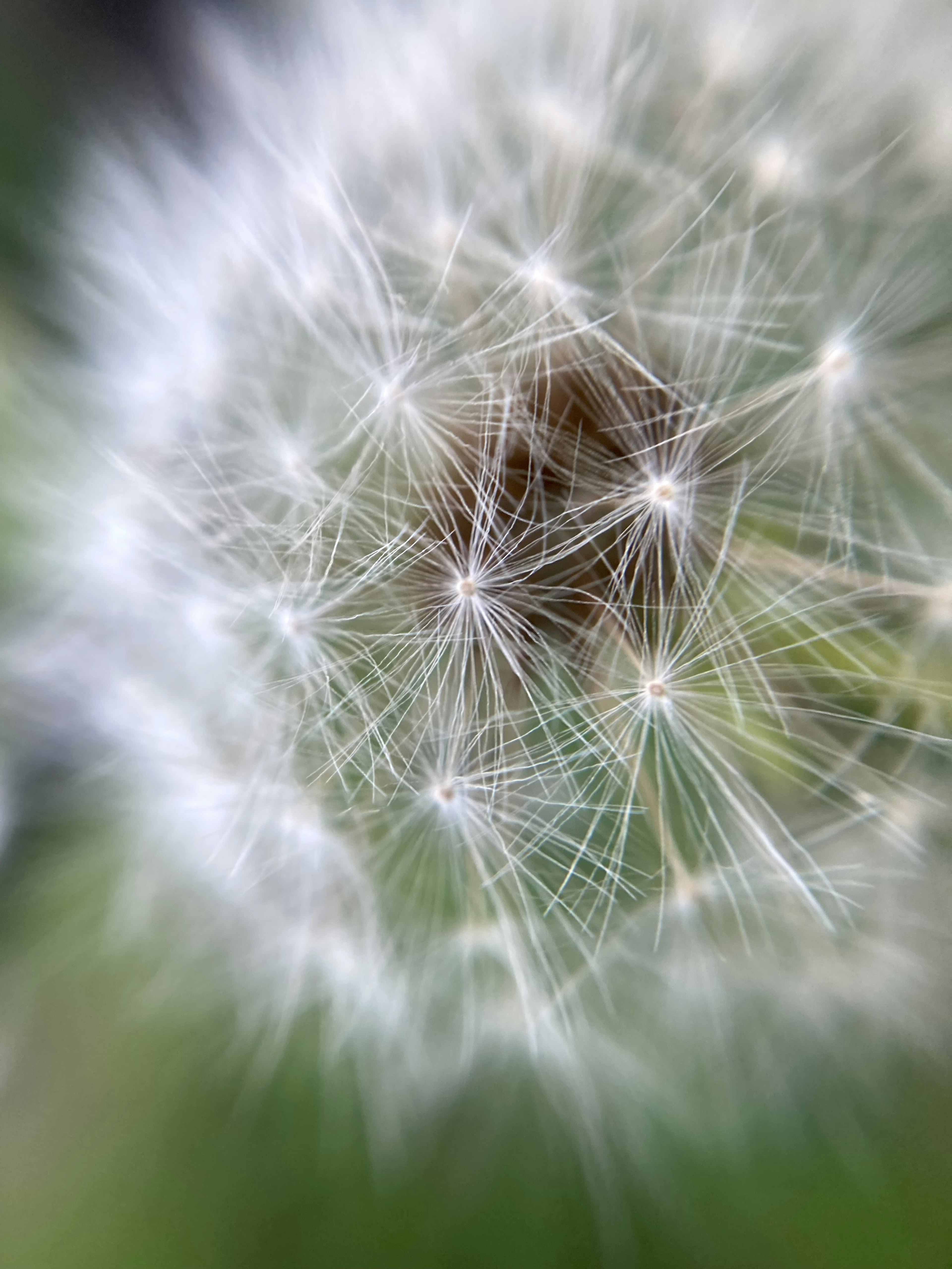 Gambar close-up bunga dandelion putih dengan latar belakang buram