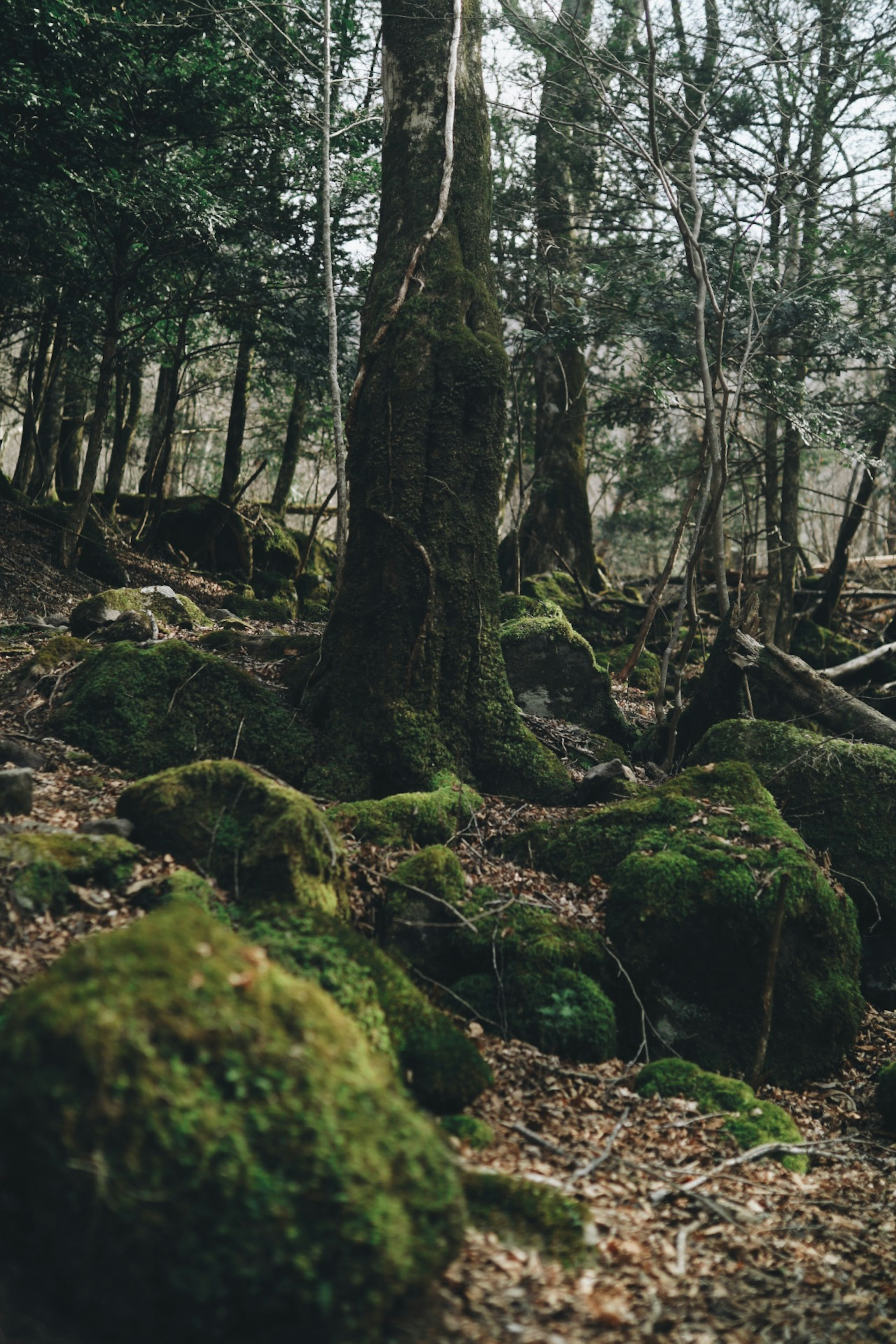 Forest scene with moss-covered trees and rocks