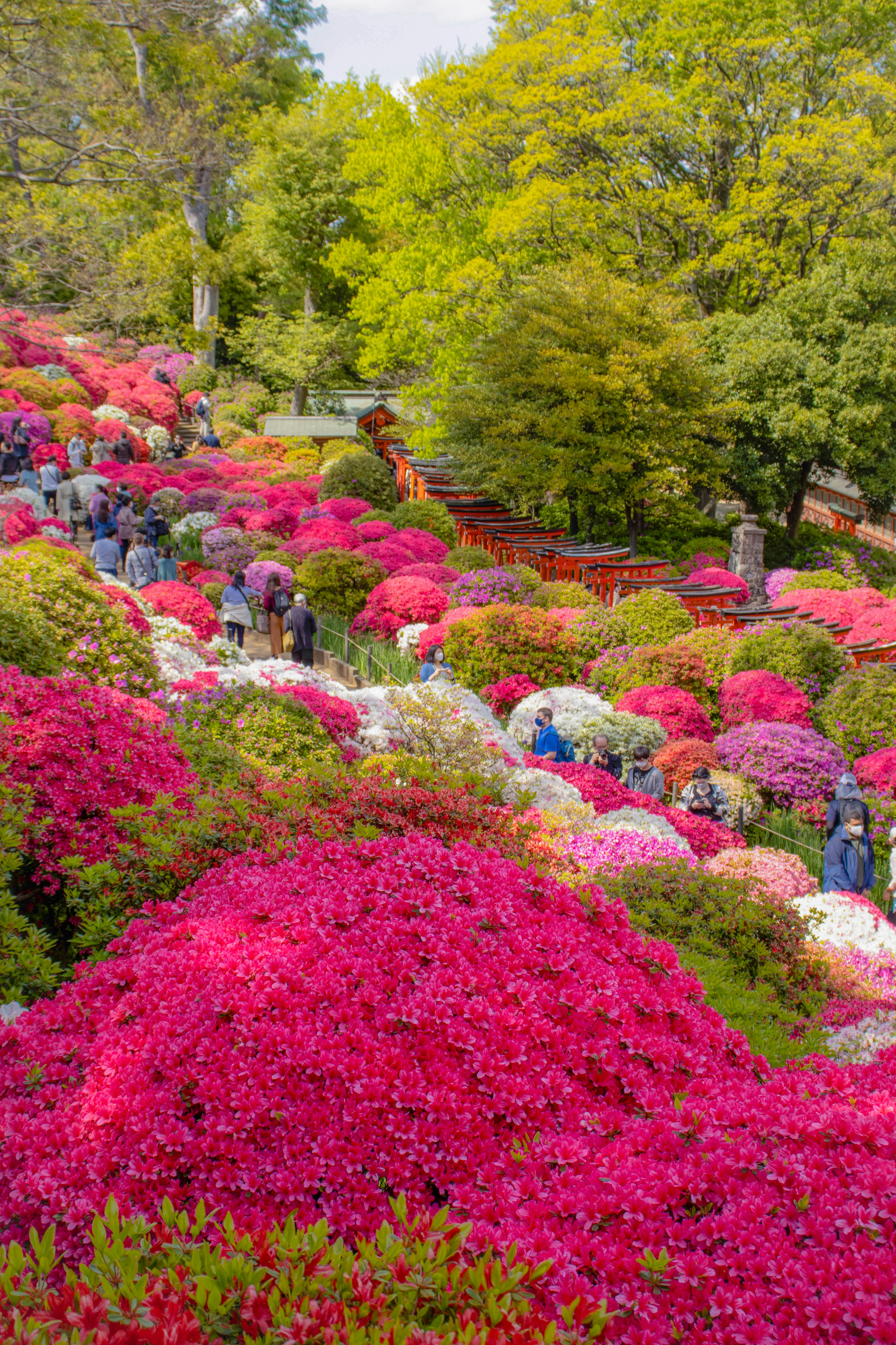 色とりどりのツツジが咲く庭園に訪れる観光客の風景