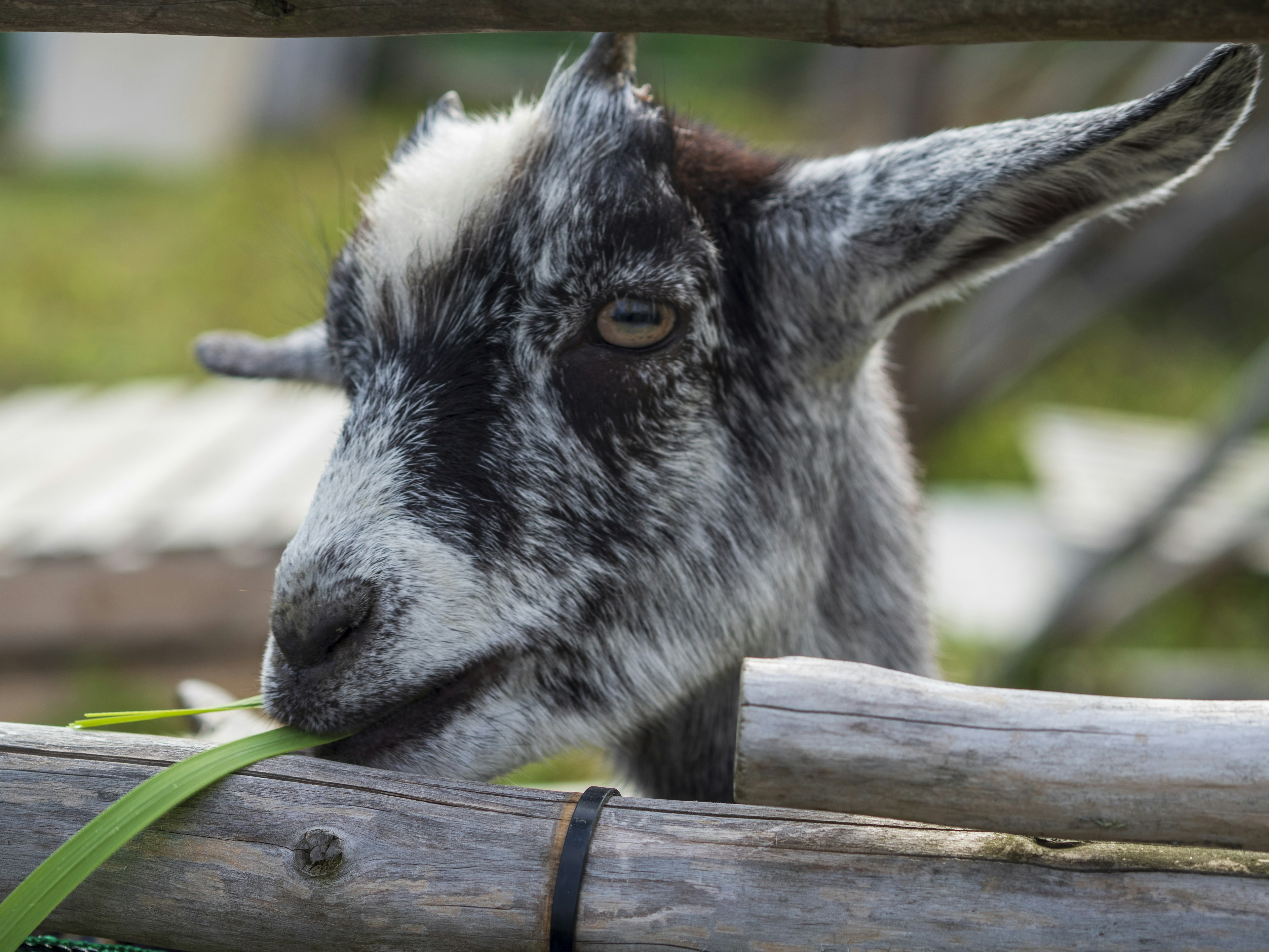 Goat eating grass through a wooden fence