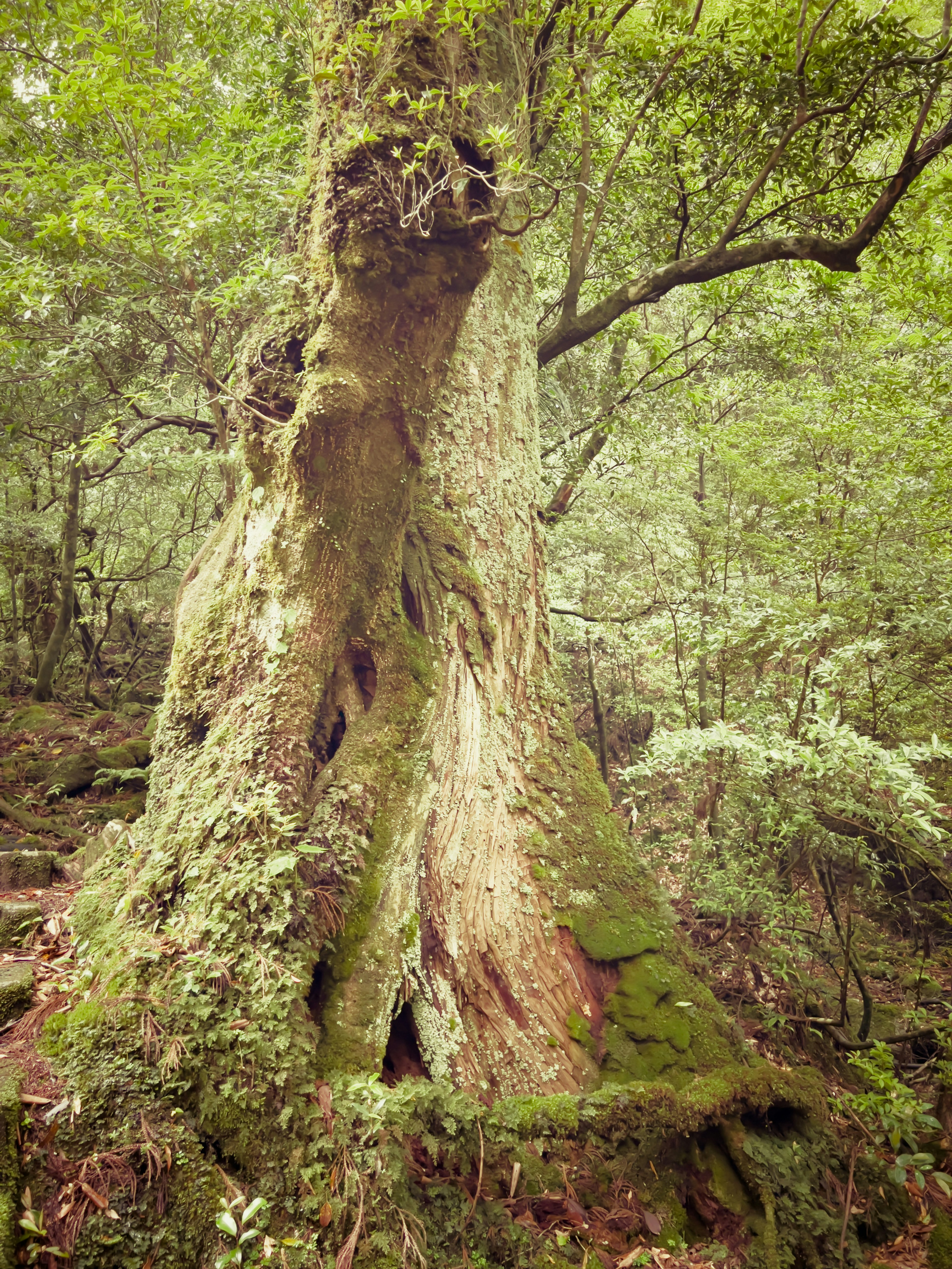 Un maestoso tronco d'albero antico coperto di muschio verde e circondato da una foresta rigogliosa