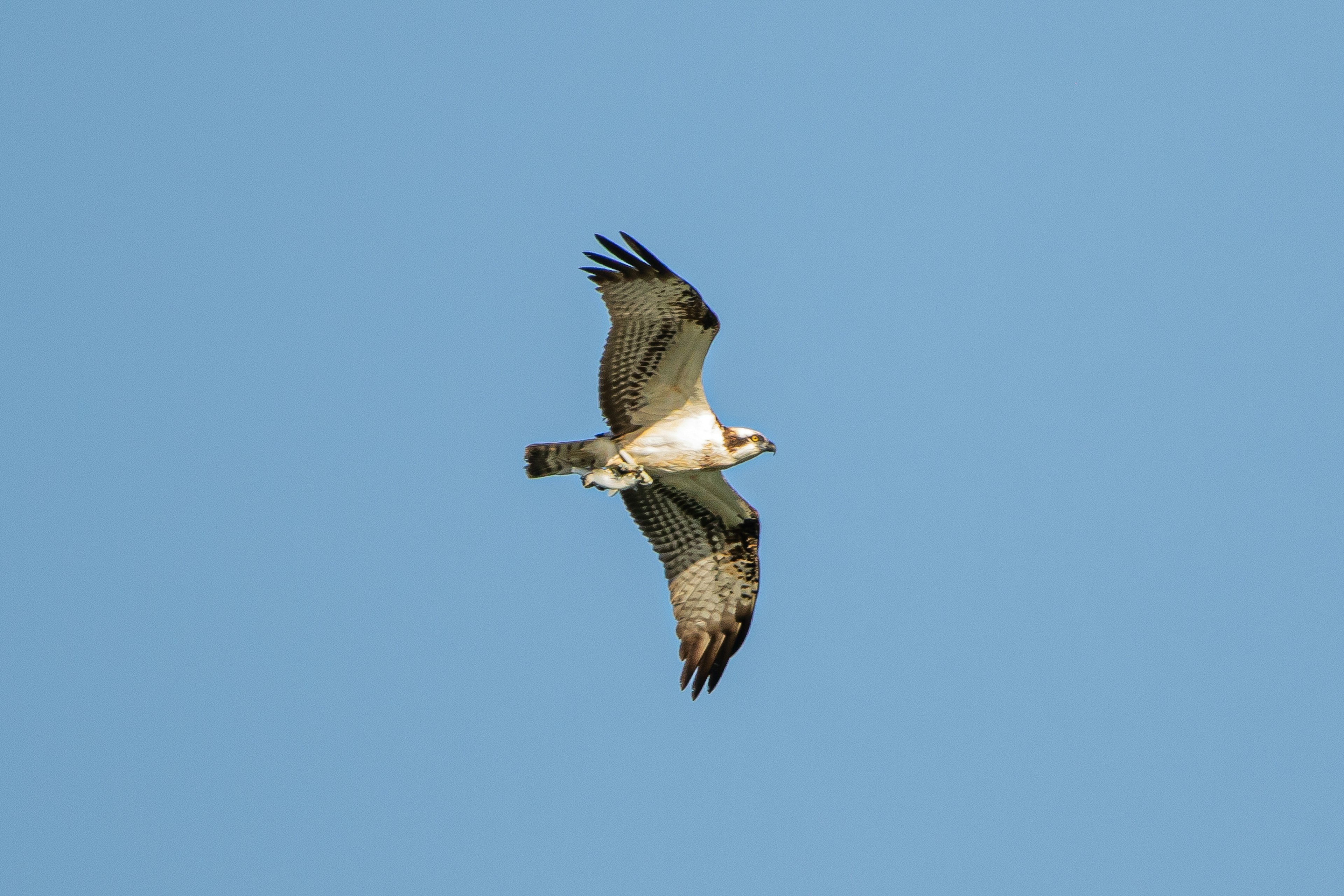 Greifvogel, der gegen einen blauen Himmel schwebt