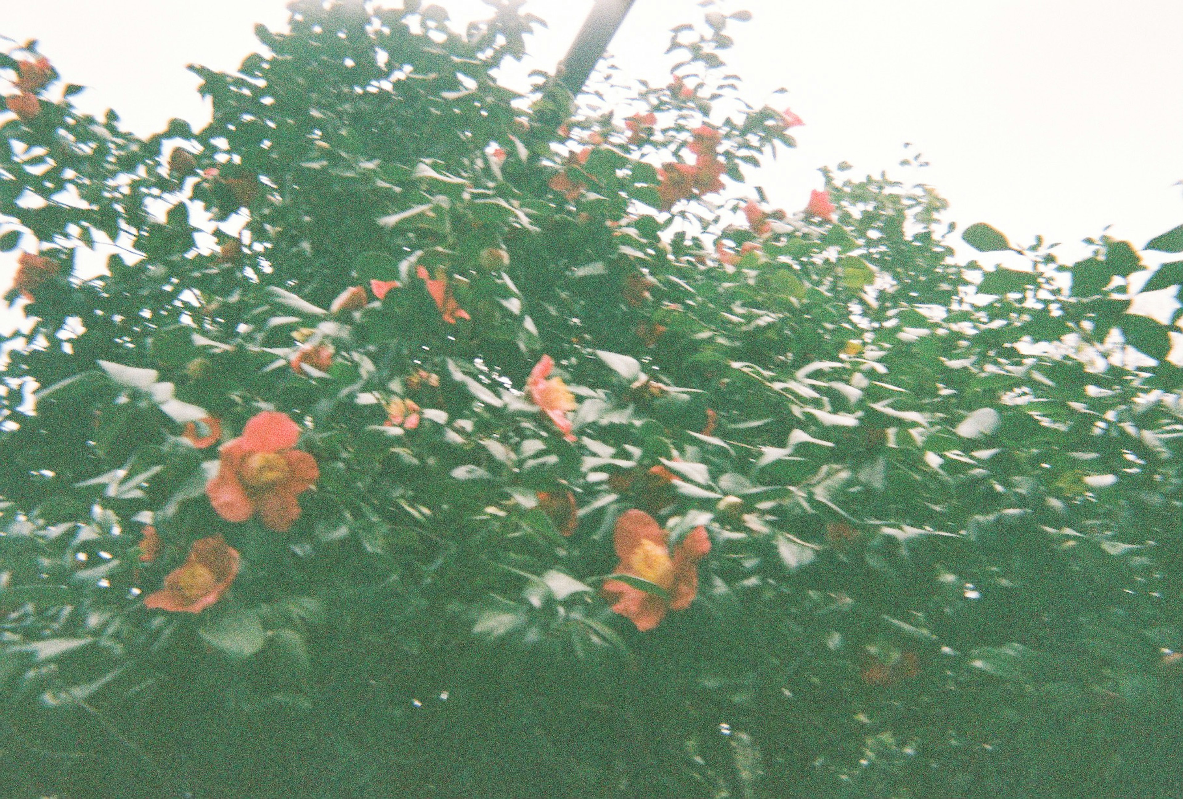 Baum mit orangefarbenen Blüten zwischen grünen Blättern